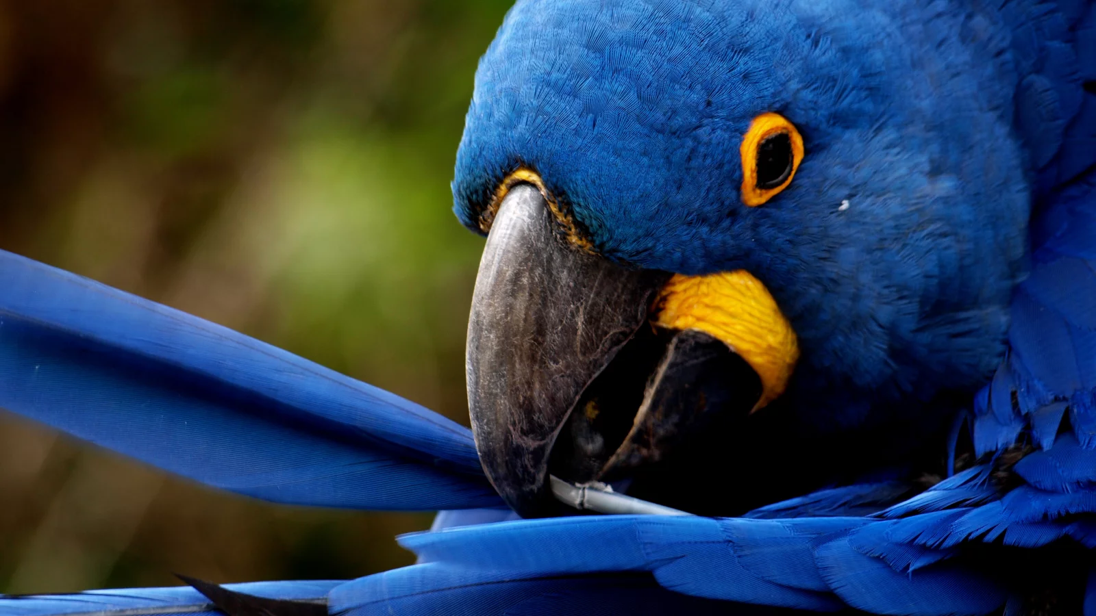 перья, blue feathers, чистит, попугай