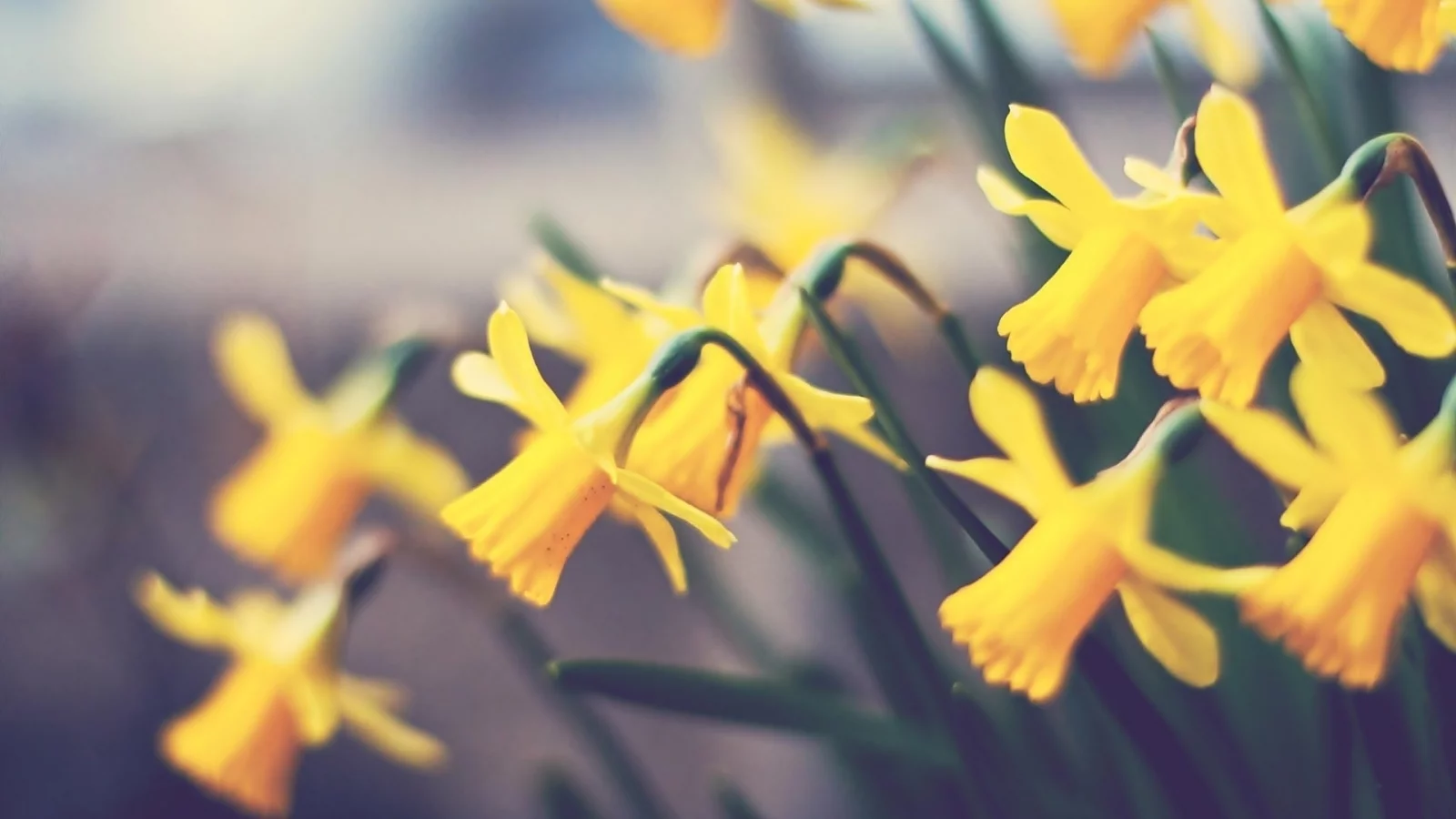 нарциссы, растение, цветок, flower, макро, цветы
