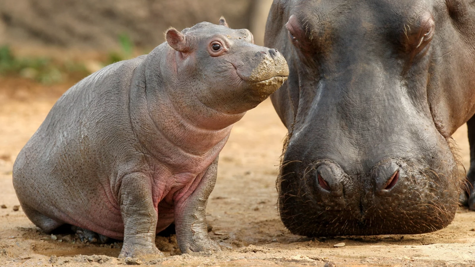 детеныш, гиппопотам, мать, бегемот, малыш, hippopotamus