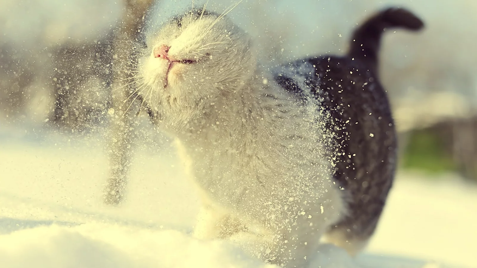 кот, зима