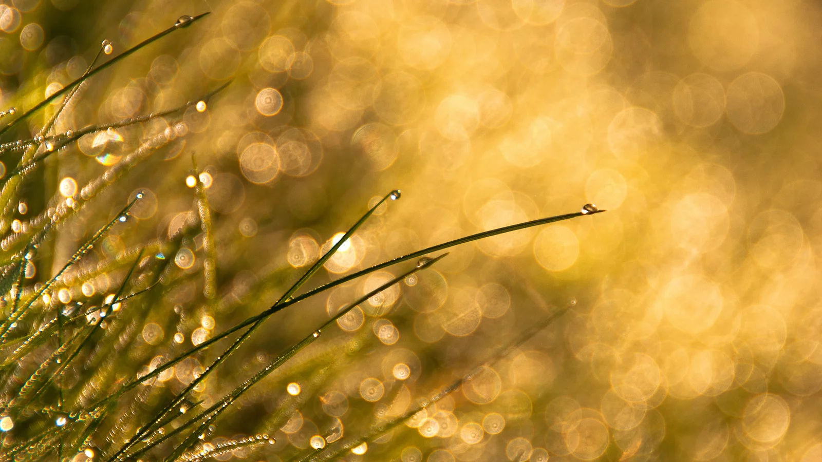 капли, bokeh, трава