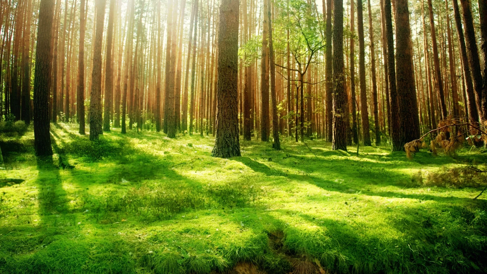 лес, природа, деревья, высоченные, beautiful wood, старинный