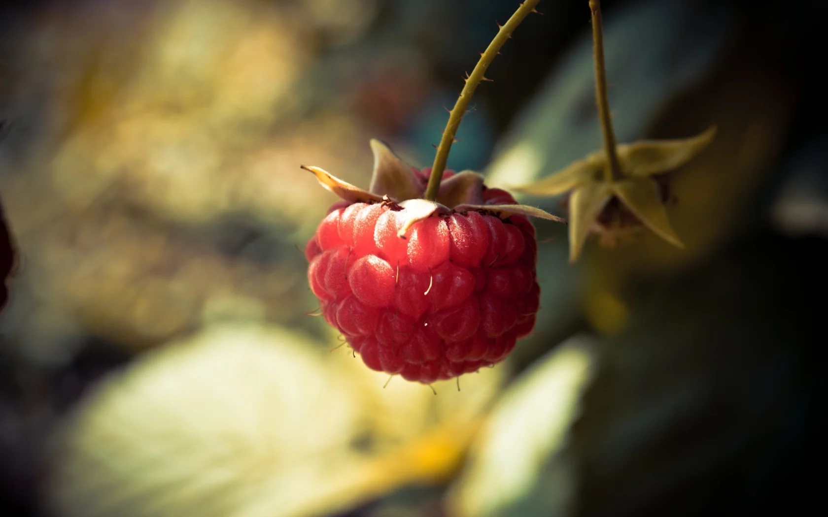 raspberry, боке, 2560x1600, light, ягода, свет, макро, berry, bokeh, macro, малина