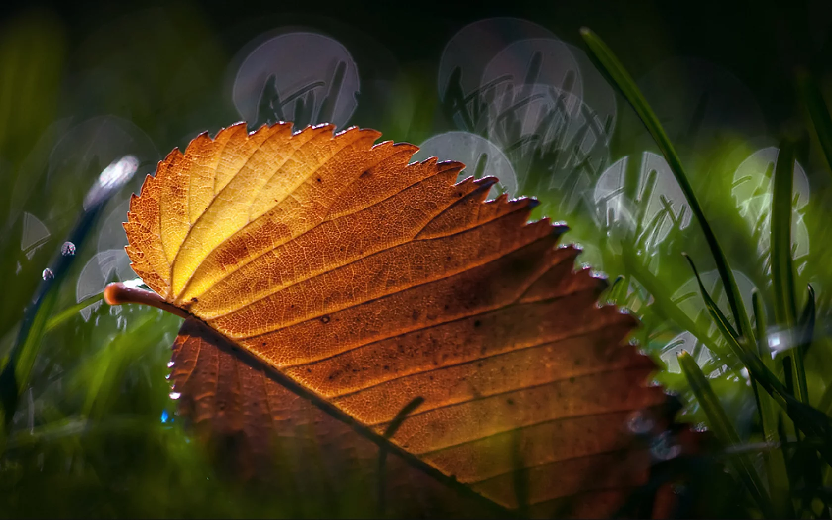 листик, макро, трава, leaves