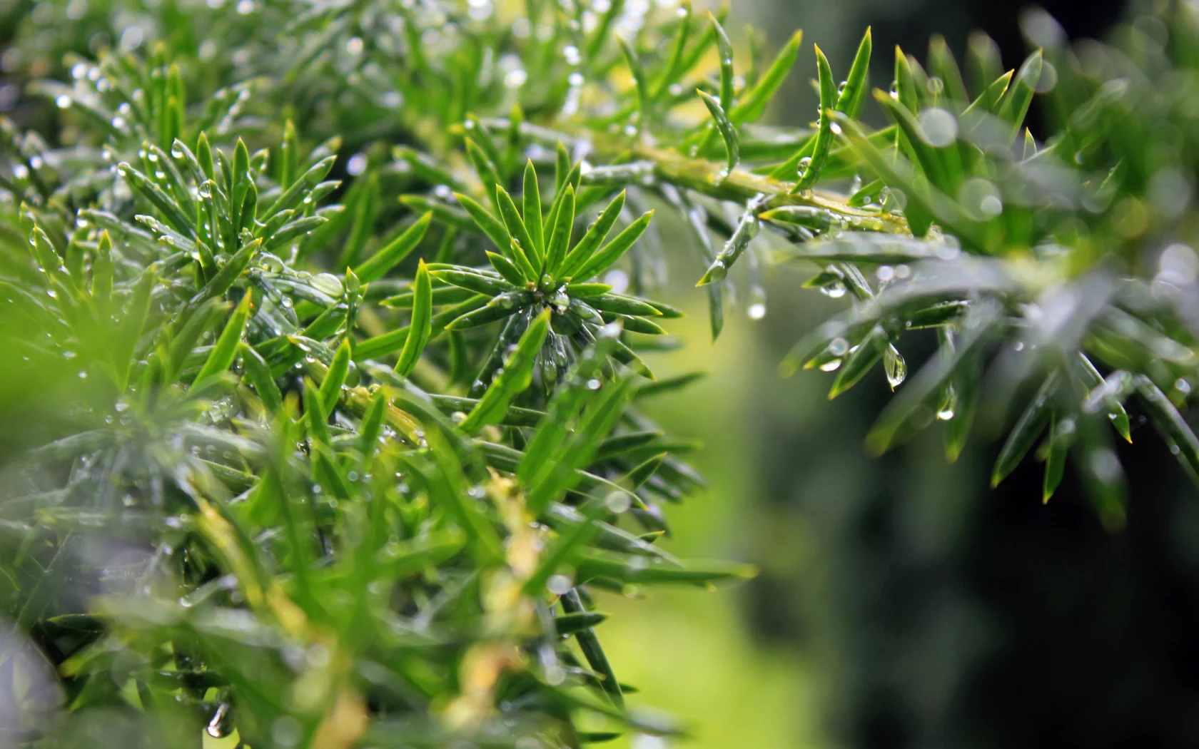листья, leaves, nature, природа, water drops, macro, bokeh, боке, 2560x1600, капли воды, макро, greenery, зелень
