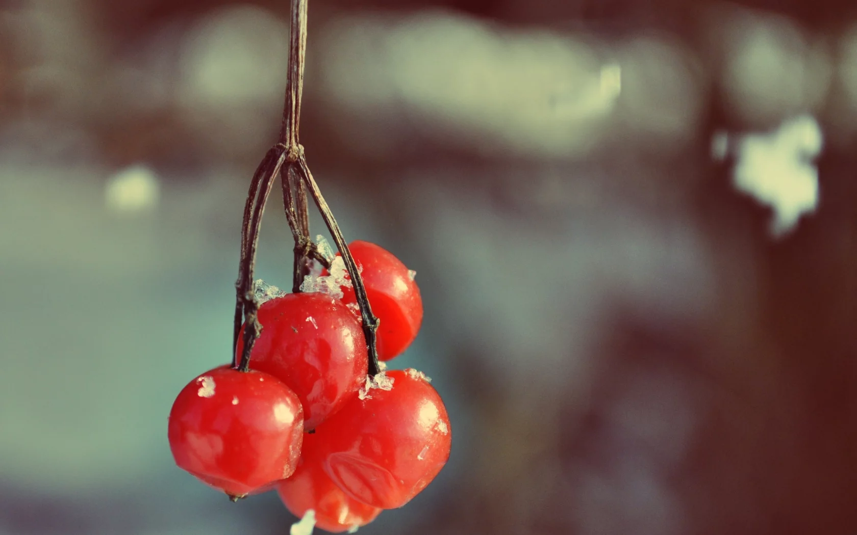 viburnum, снег, ягода, ягоды, калина, куст, ветка, иней
