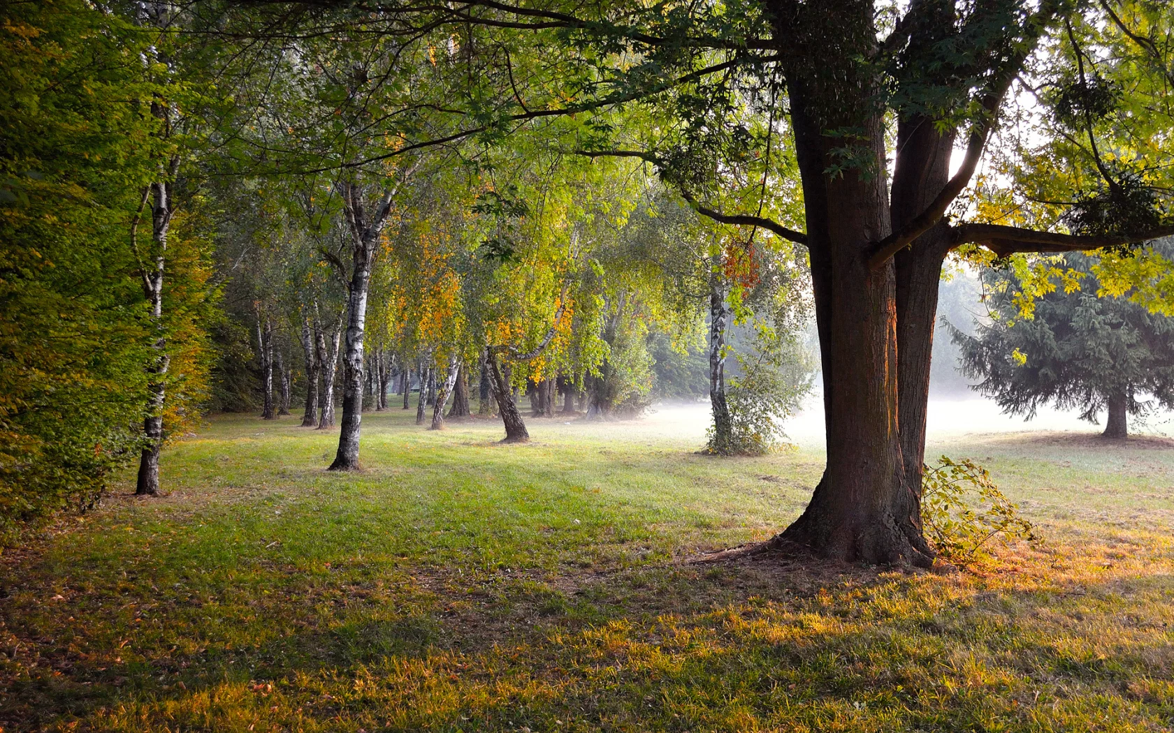 осень, парк, природа