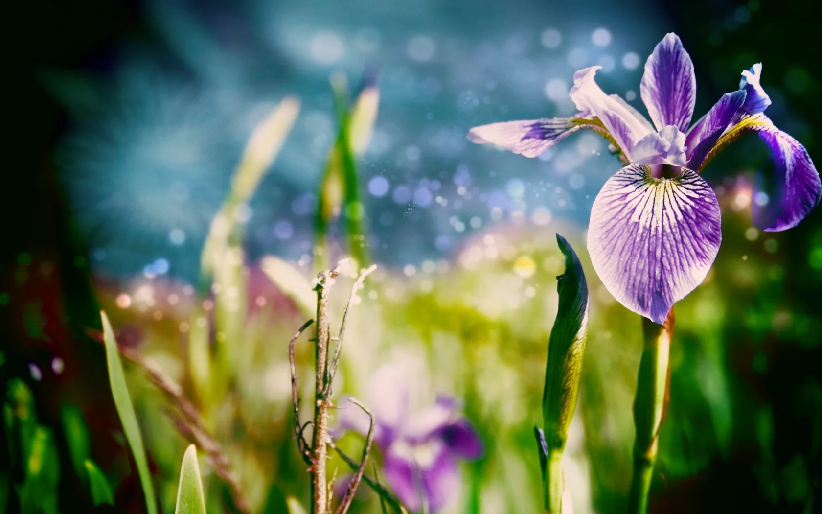 цветы, листки, природа, цветок, ирис, трава, nature, макро