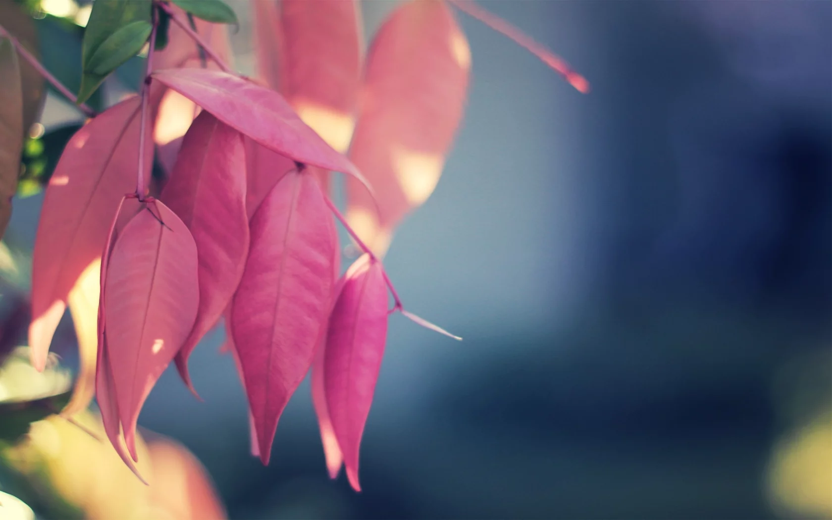 природа, листья, pink again