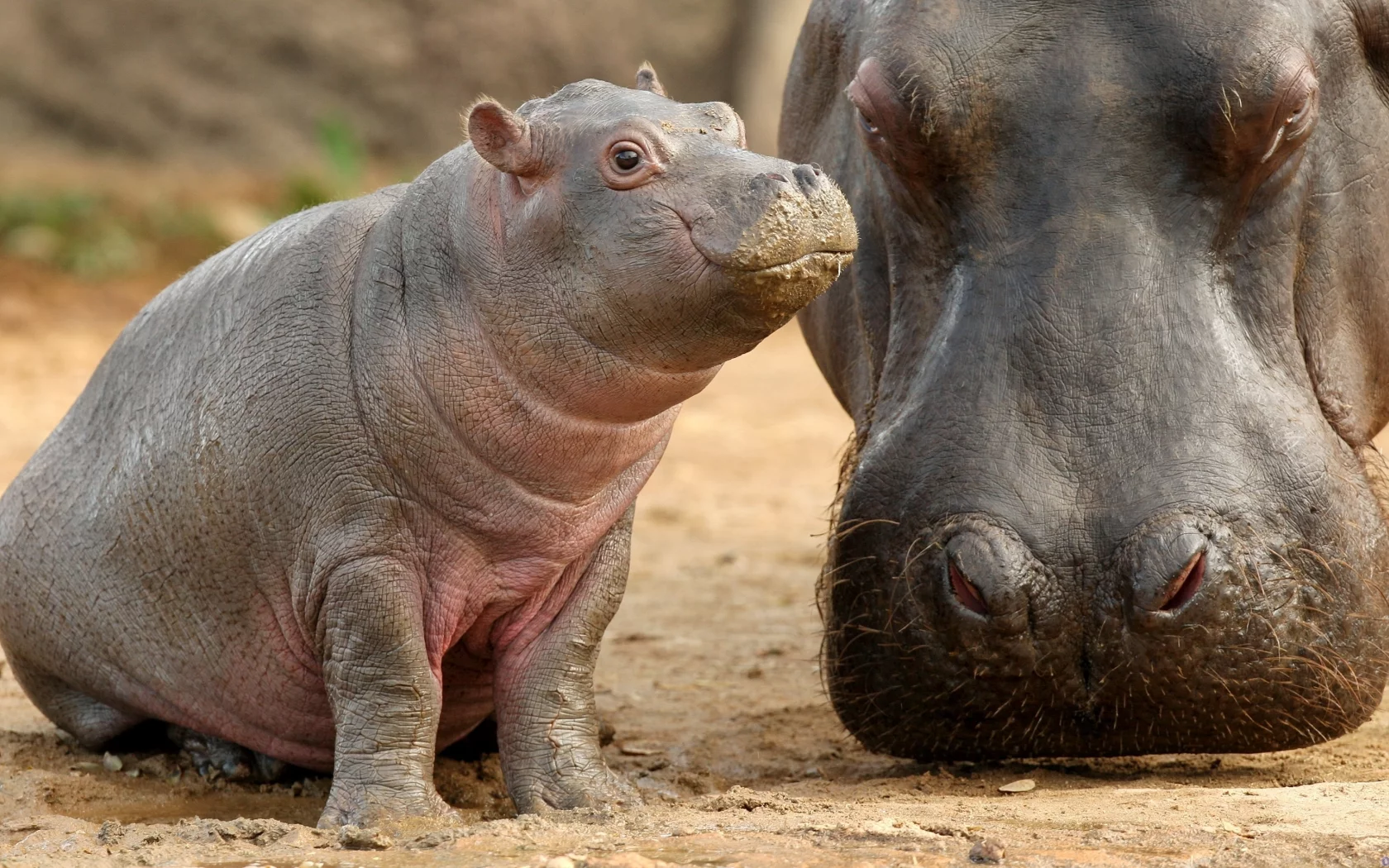 детеныш, гиппопотам, мать, бегемот, малыш, hippopotamus