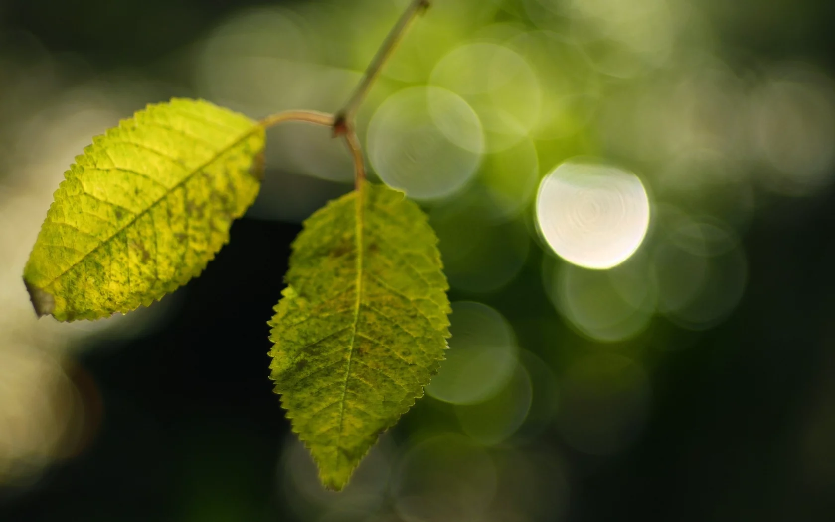 боке, фон, макро, зелень, green, обои, листья, растения