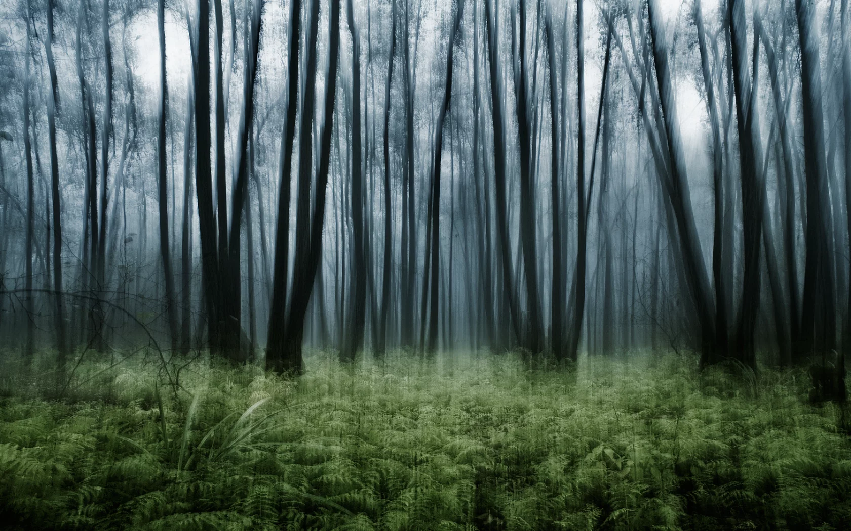 эффект, nature, лес, папоротник, заросли, природа, деревья