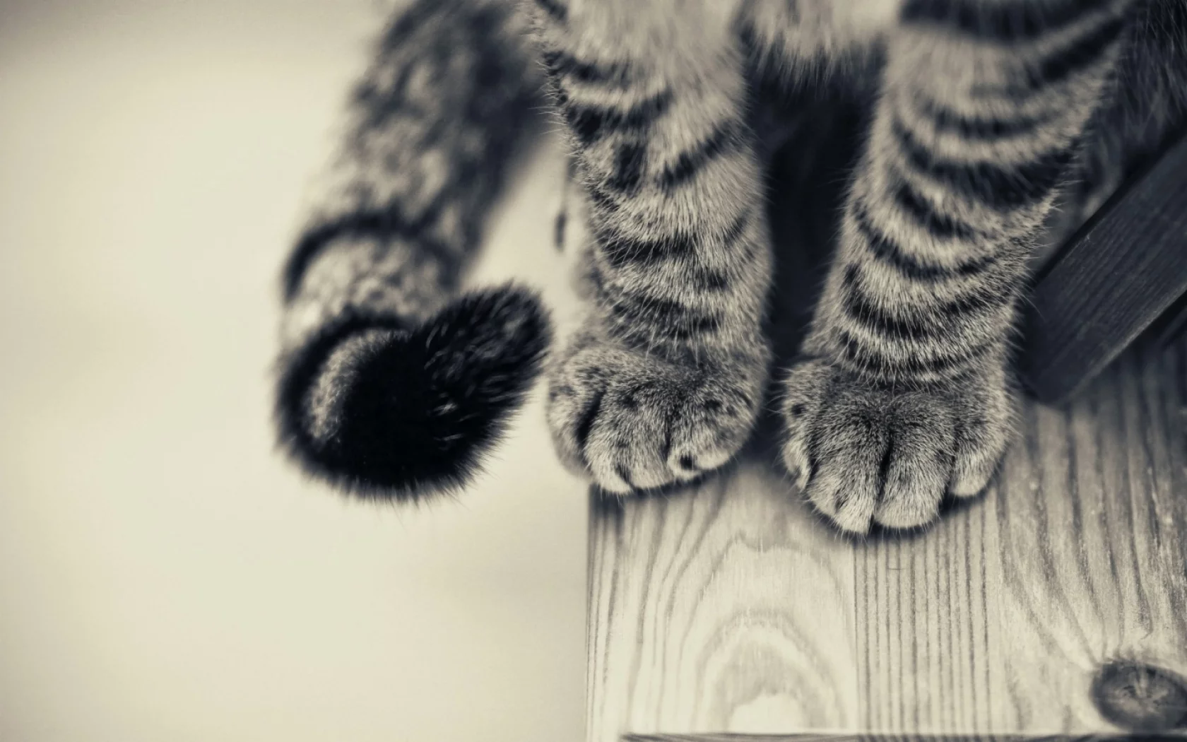 кошка, лапы