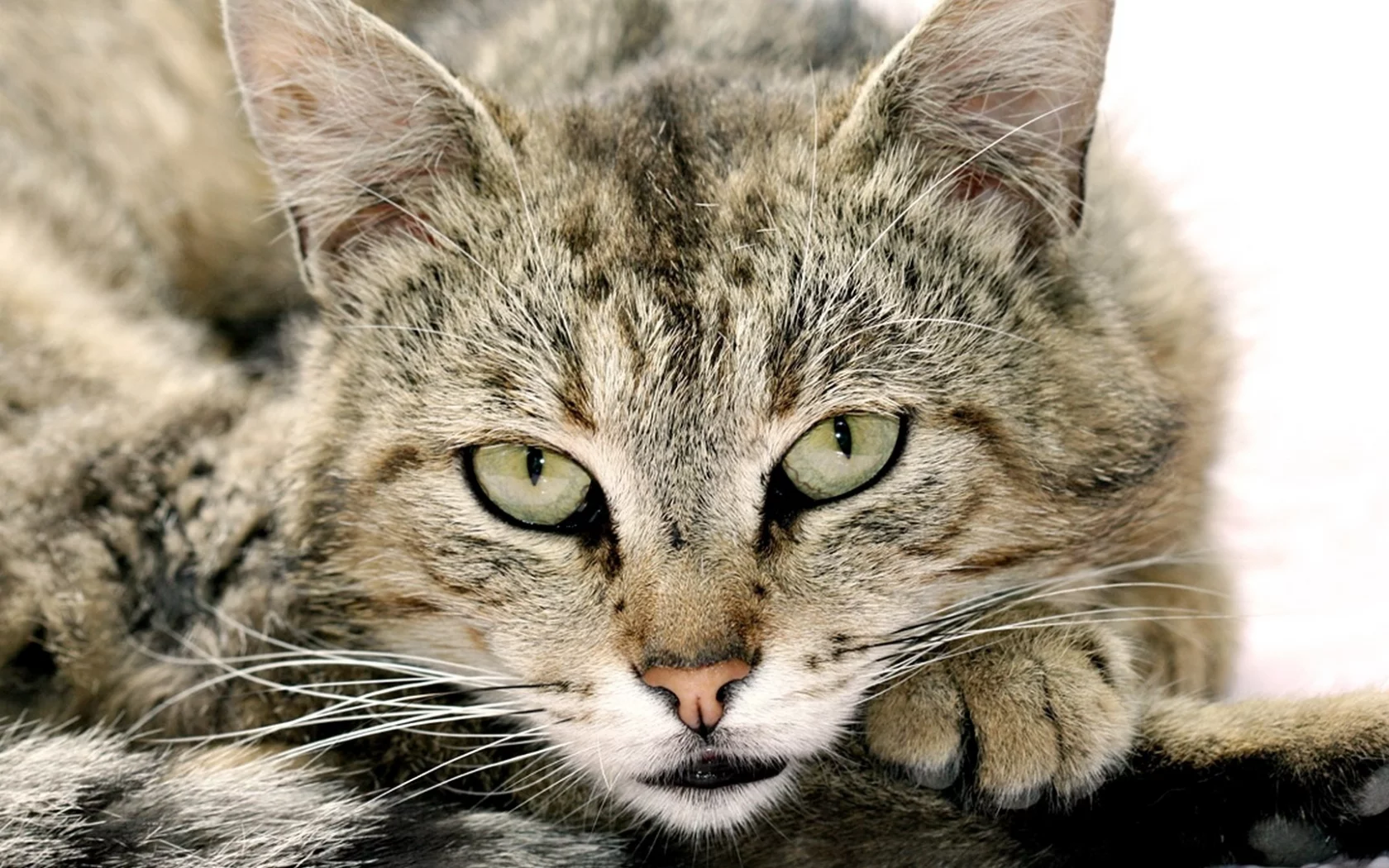 глаза, морда, взгляд, кот, усы