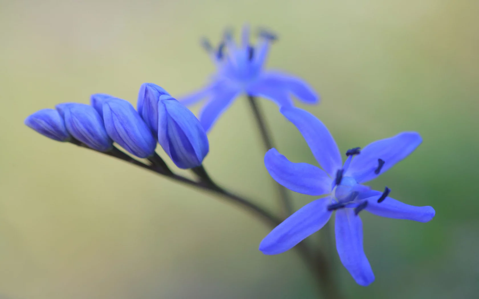 первоцвет, цветок, подснежник, весна, макро, бутоны, пролеска, scilla bifolia, цветы, синий