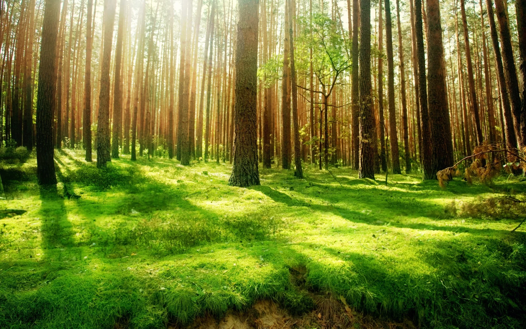 лес, природа, деревья, высоченные, beautiful wood, старинный