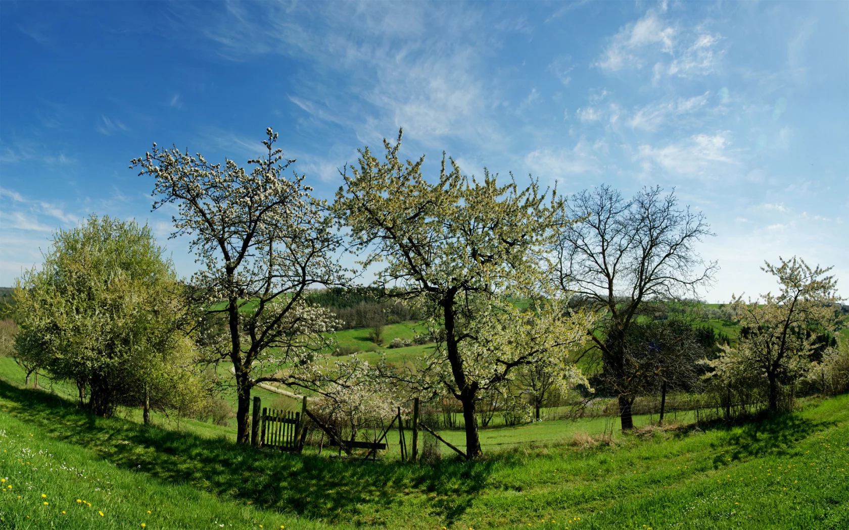 трава, весна, деревья