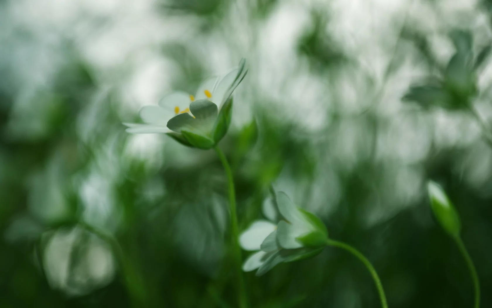 зеленый, трава, цвет, растения, green, природа, размытость, цветы, макро, фокус