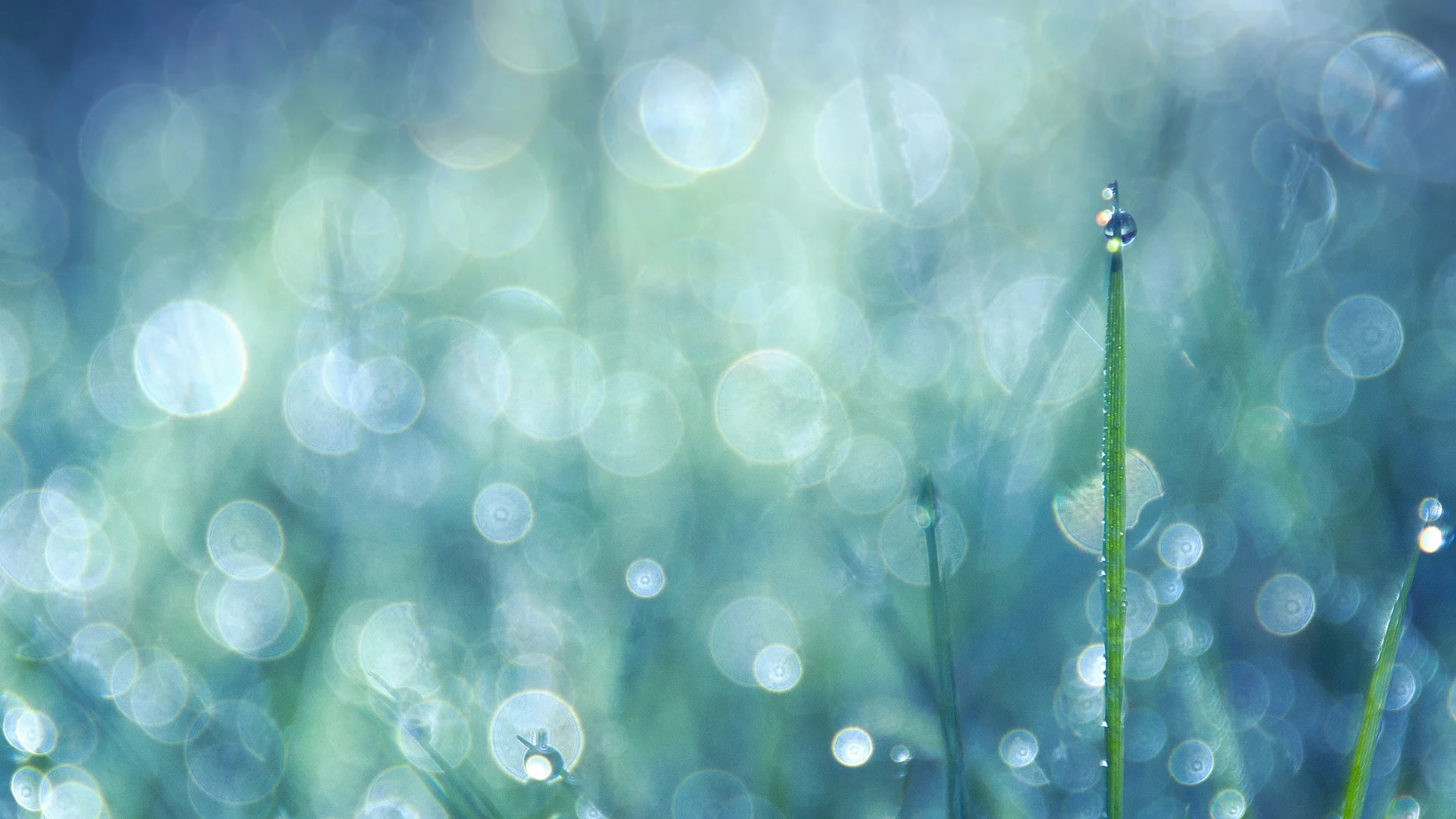 bokeh, капли, трава