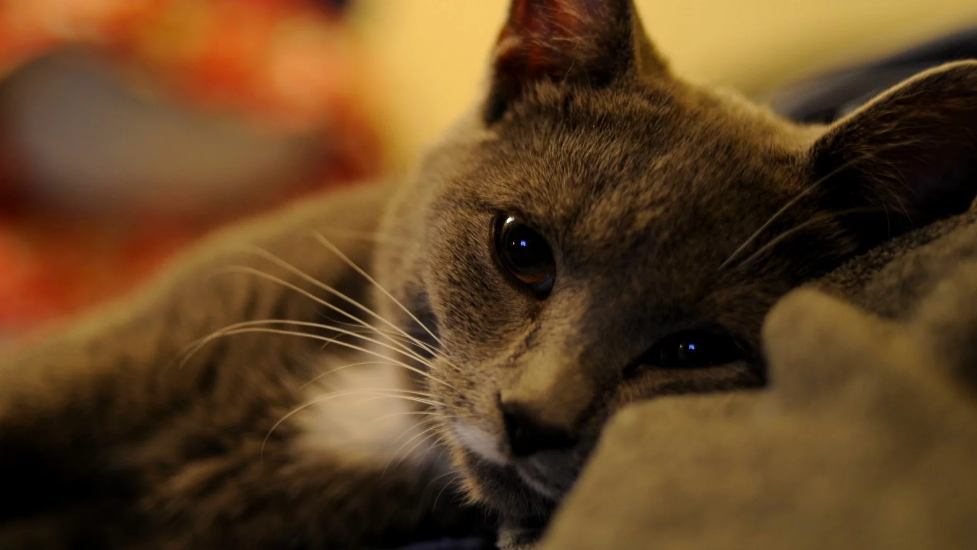 взгляд, отдых, кошка, кот