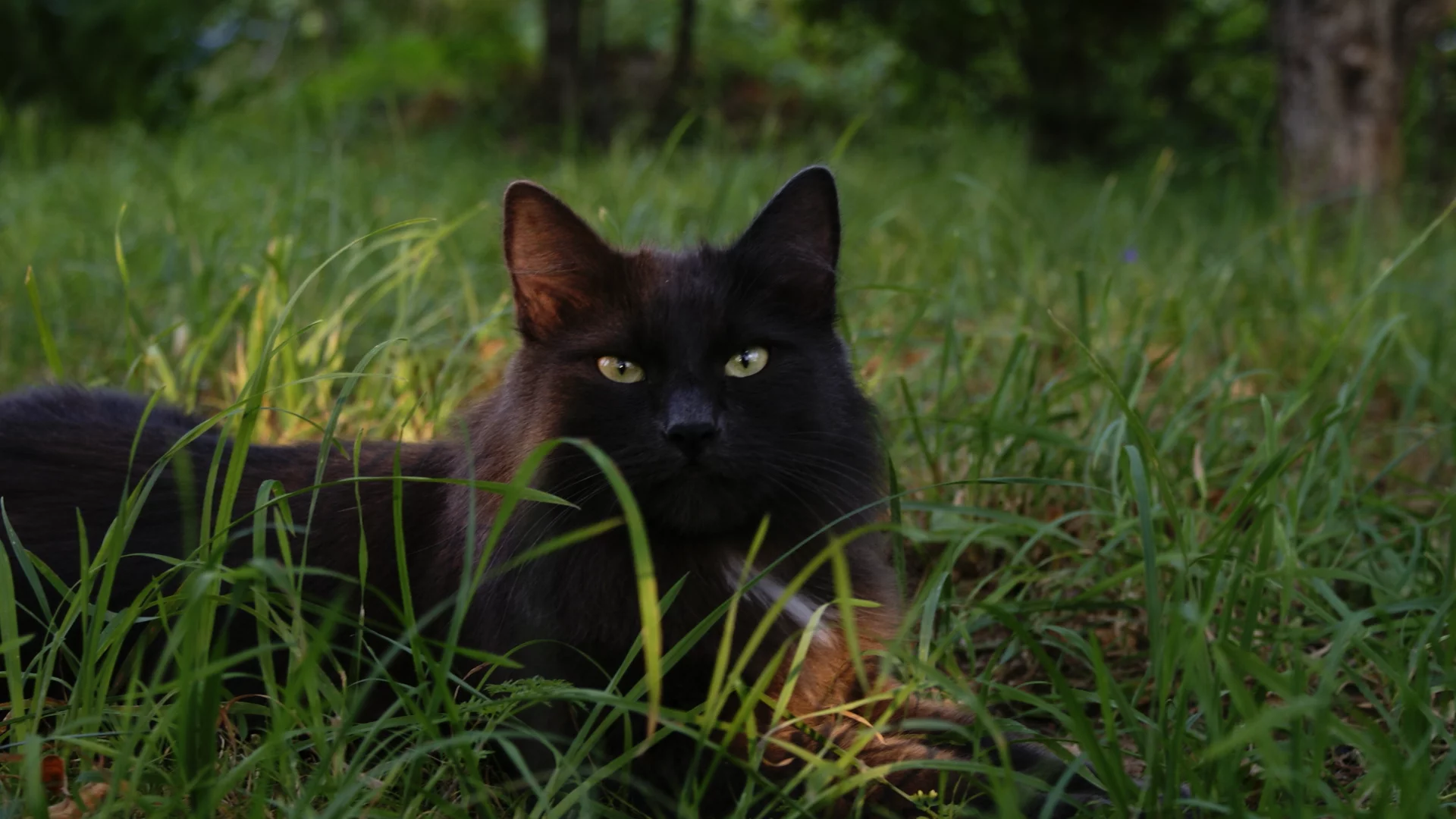 кошки, животные, природа