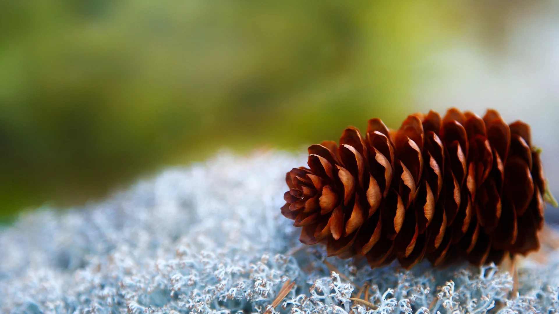 macro, шишка, макро, 2560x1600, фокус, nature, cone, природа, focus