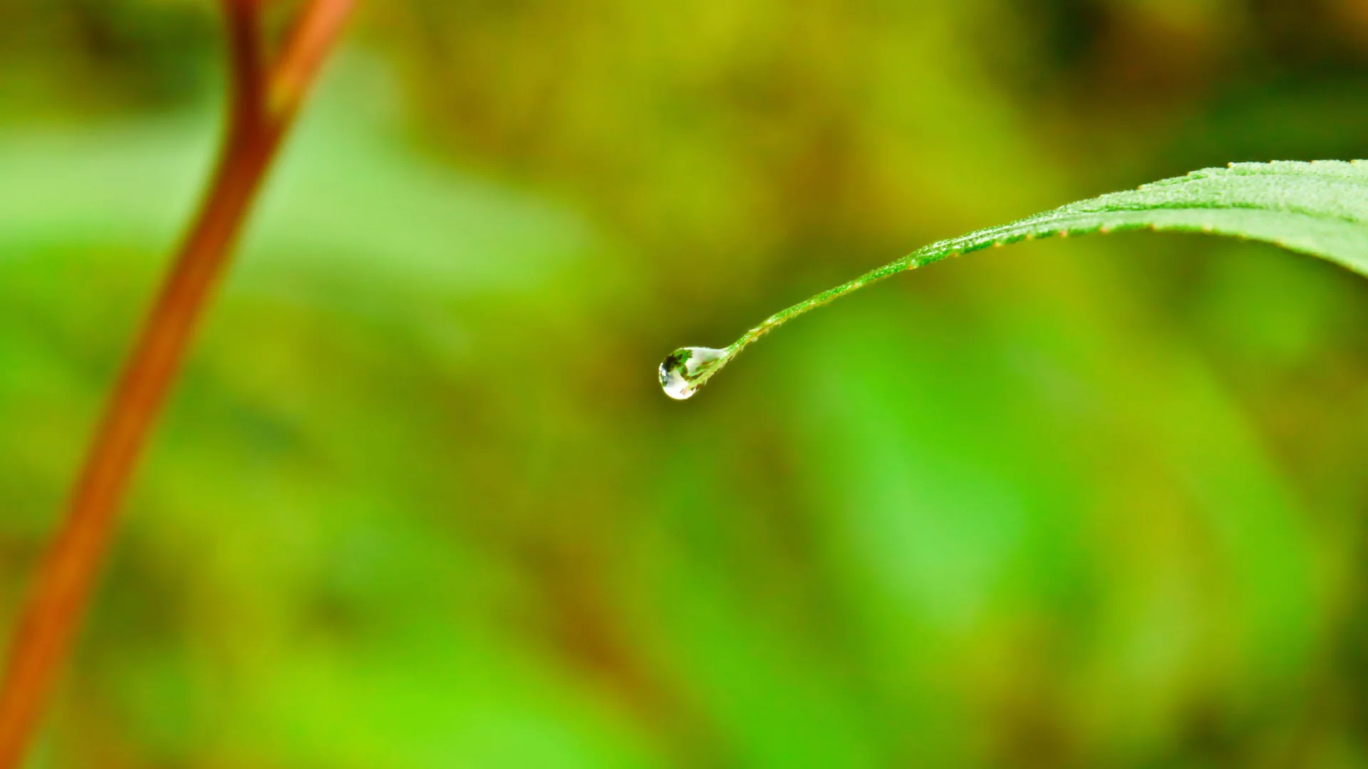 water, лист, drop, капля, воды
