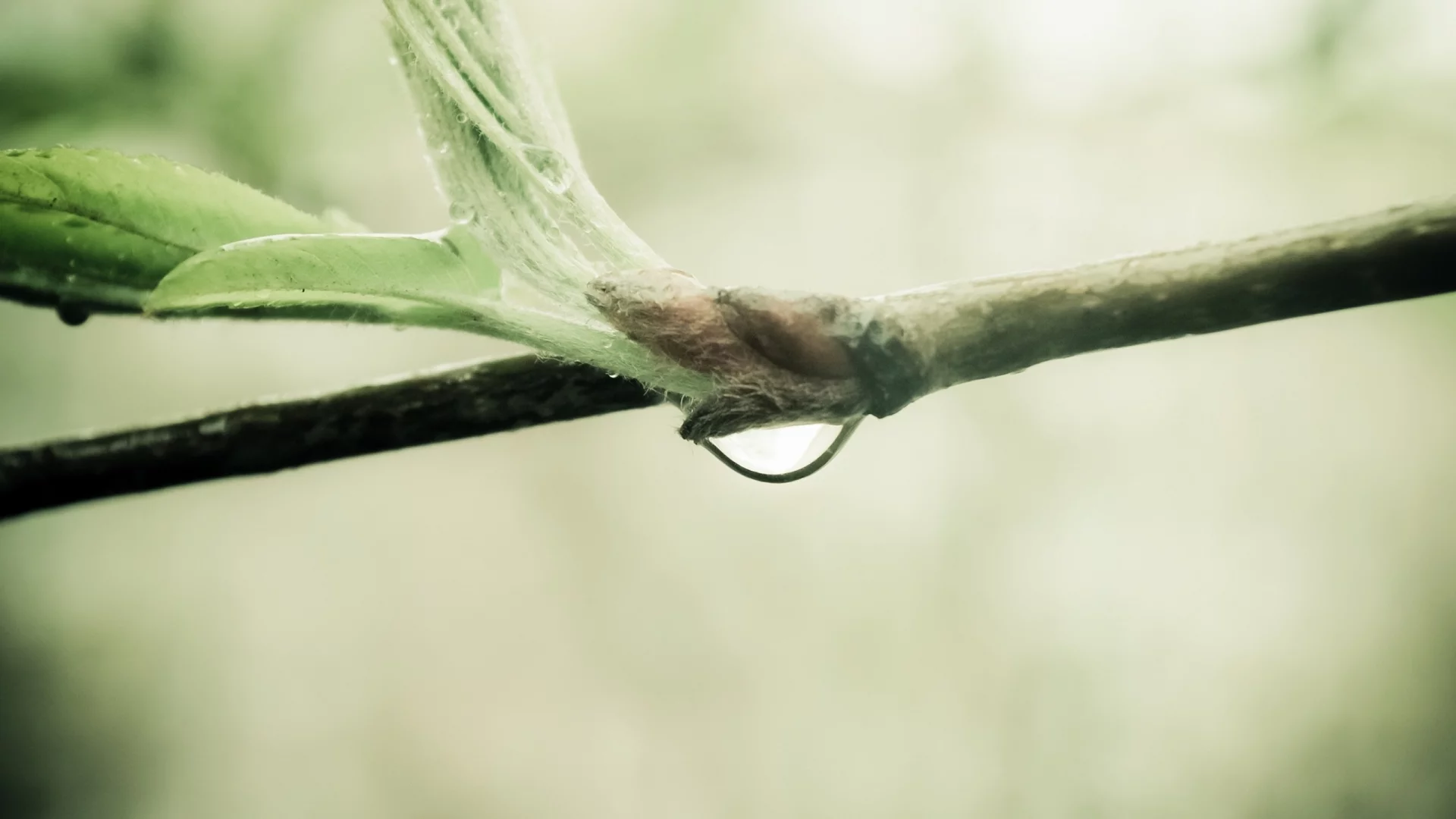 water drop, природа, sprout, nature, ветка, macro, branch, макро, 2560x1600, капля воды, росток