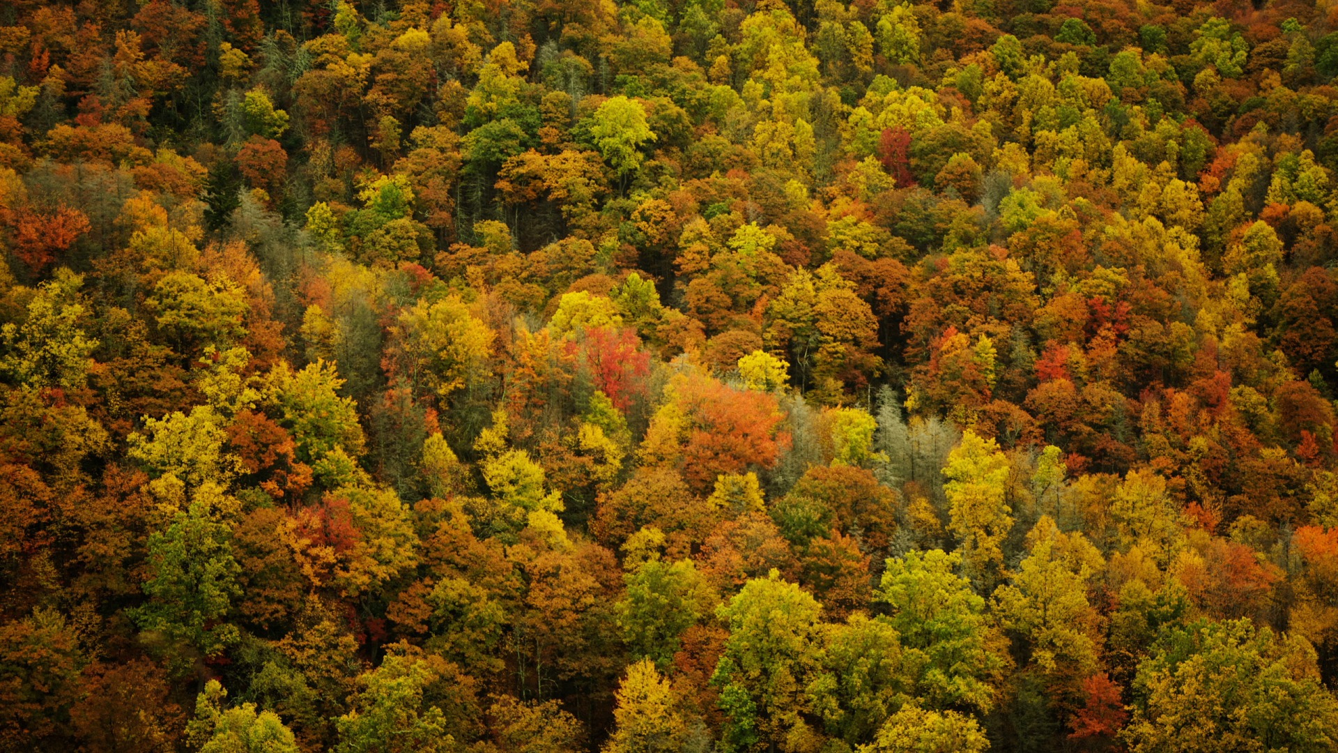 осенние обои, леса, природа, листья, деревья, осень