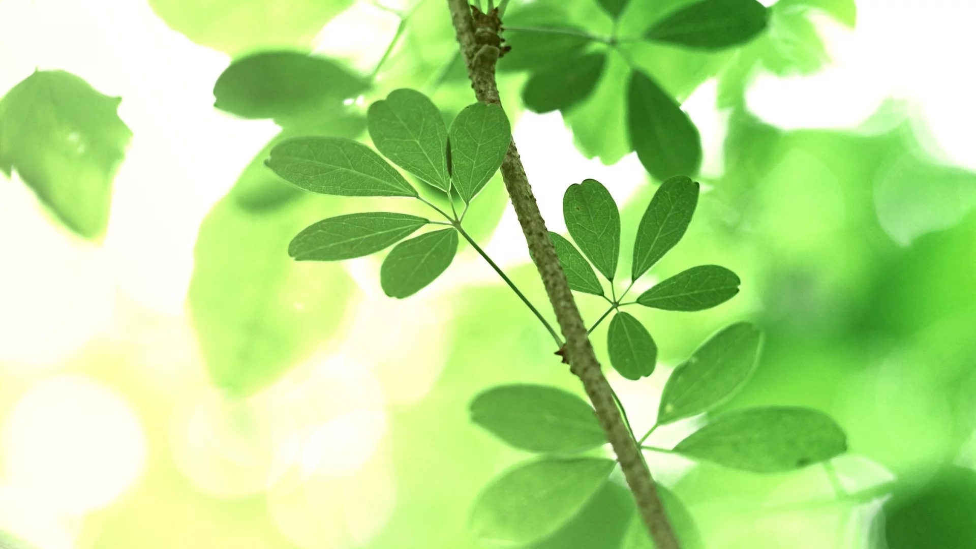 nature, ветка, лето, деревья, зелень, макро, листья, природа