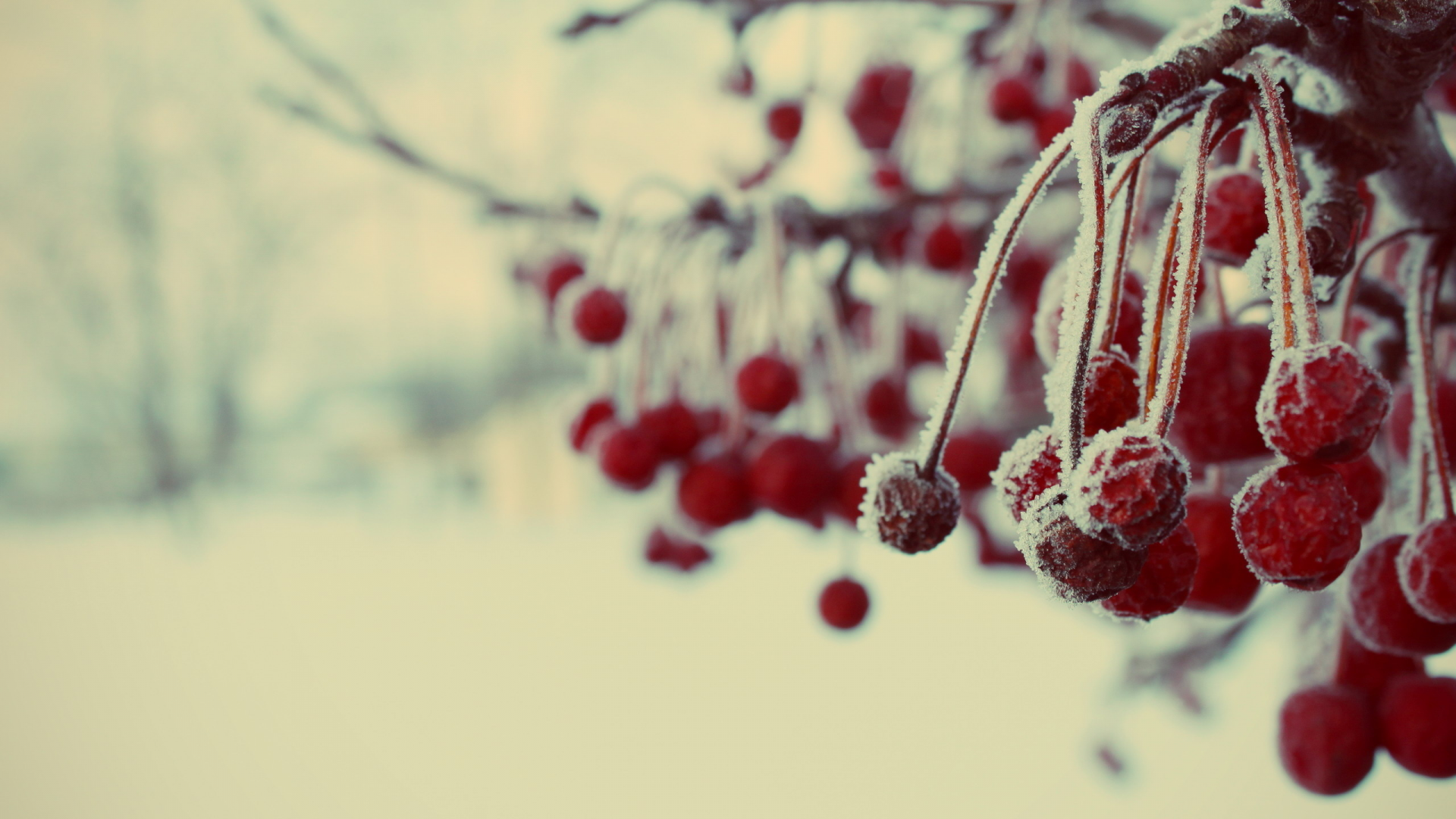 ветка, ягоды, мороз, иней, зима