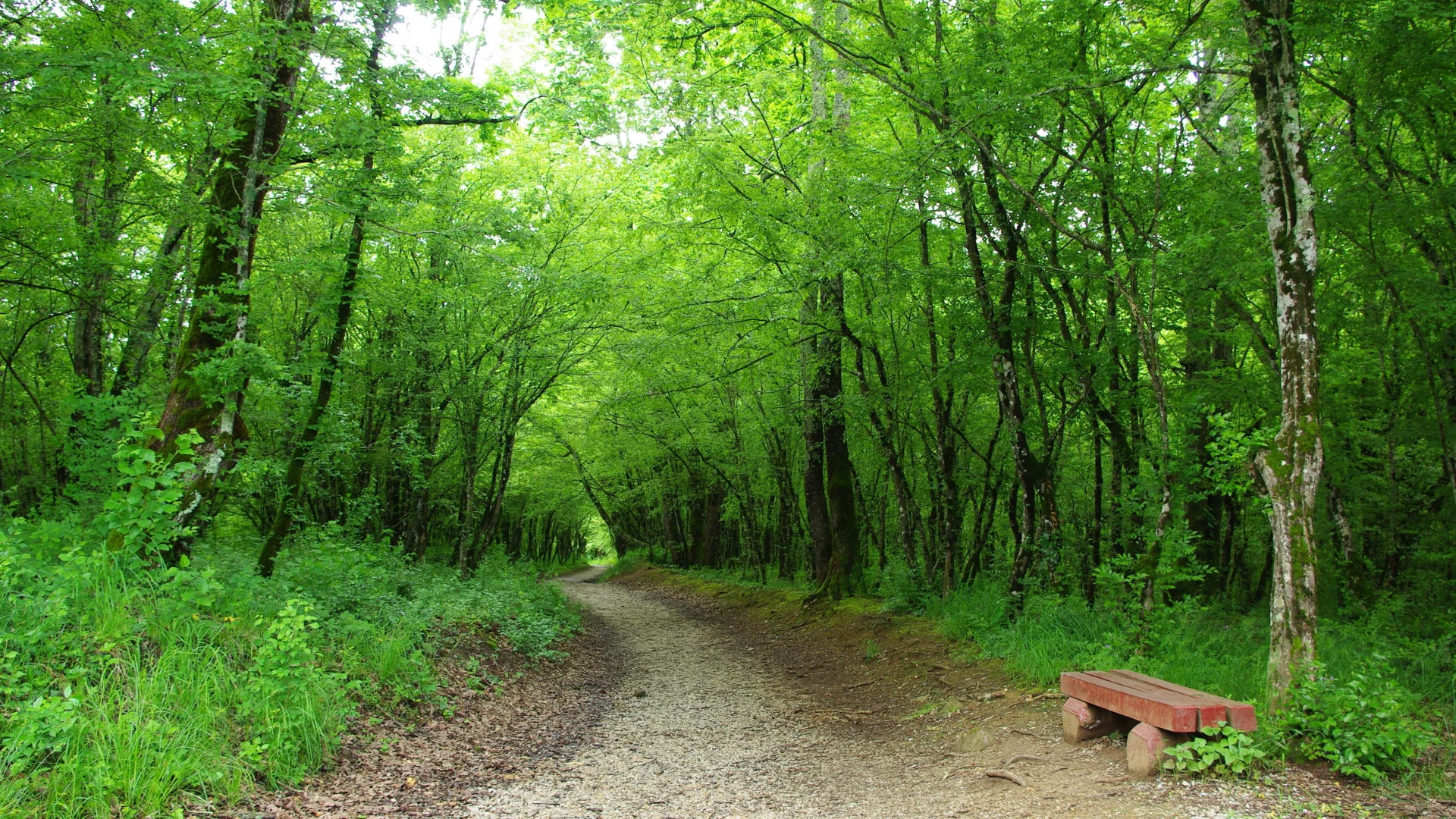 дорожка, скамейка, зелень, деревья, лес