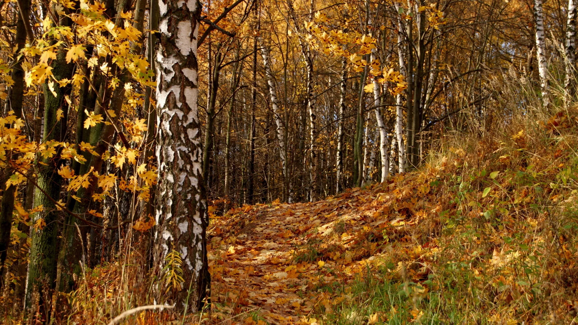 осень, листья, деревья