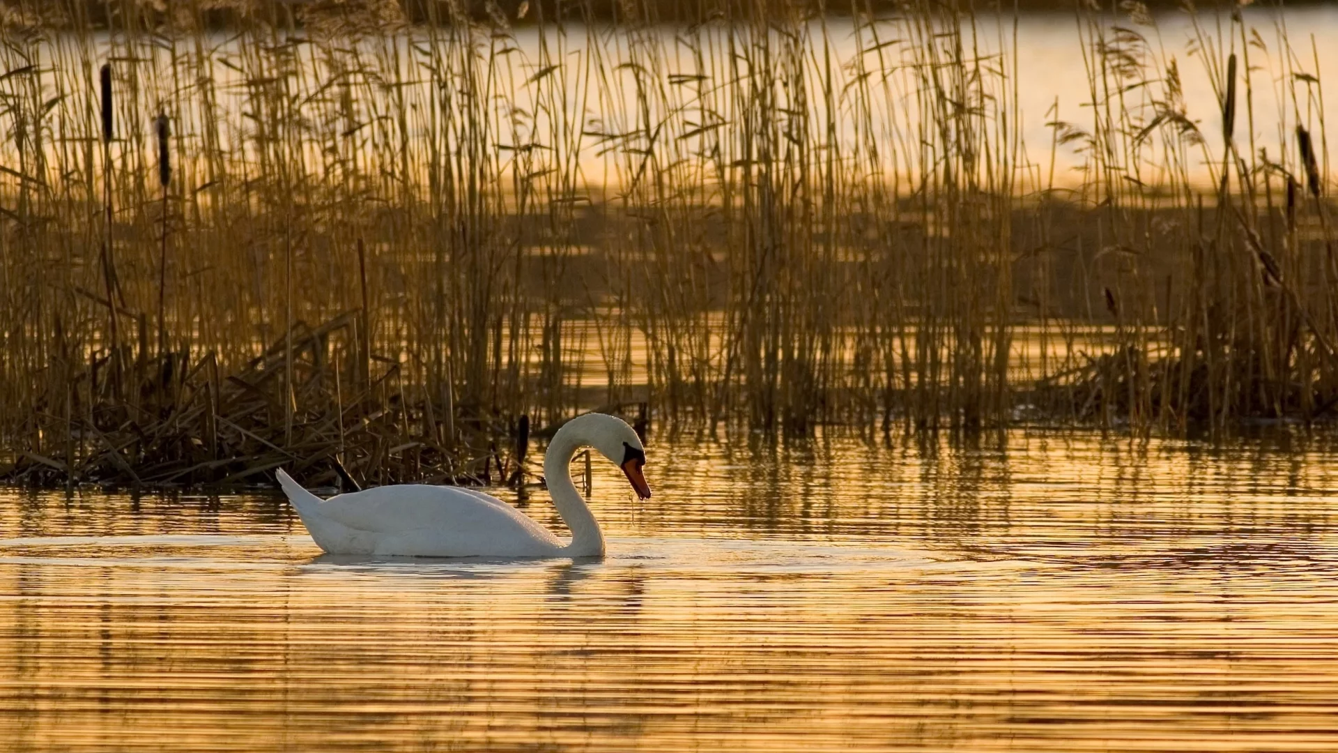 камыш, лебедь, вода
