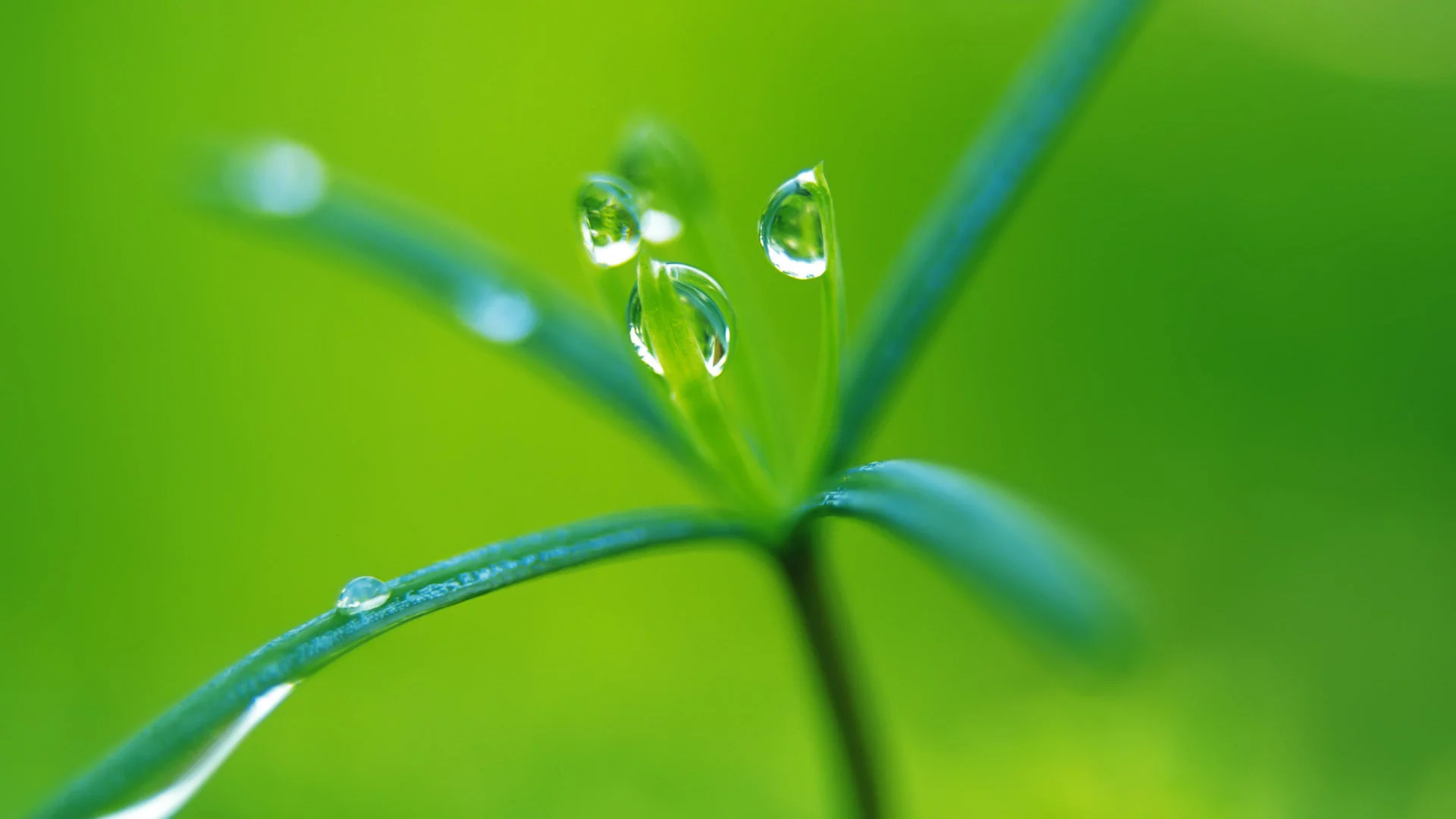 green, росток, капли, растение, макро, зеленый