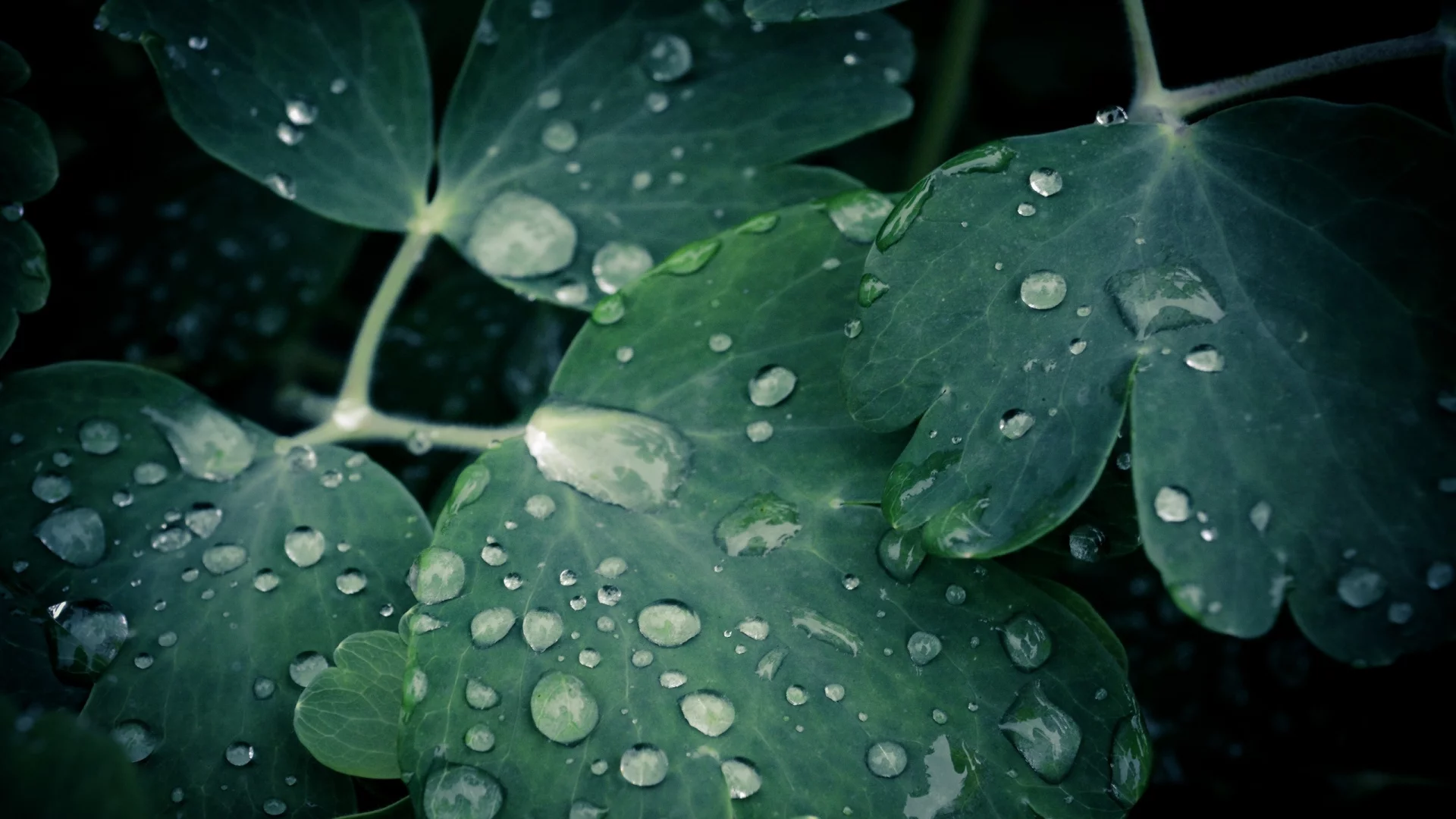макро, капли, leaves, 2560x1600, вода, листки, water drops, macro