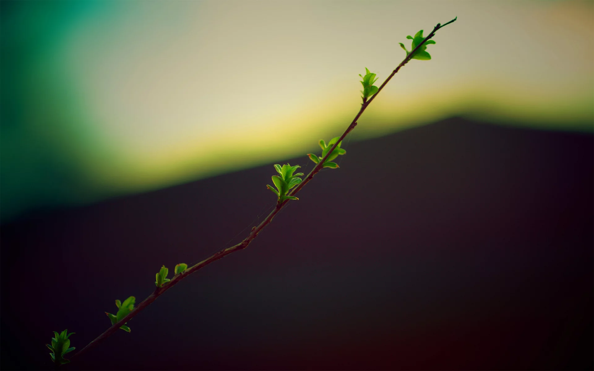 twig, ветка, дерево, природа