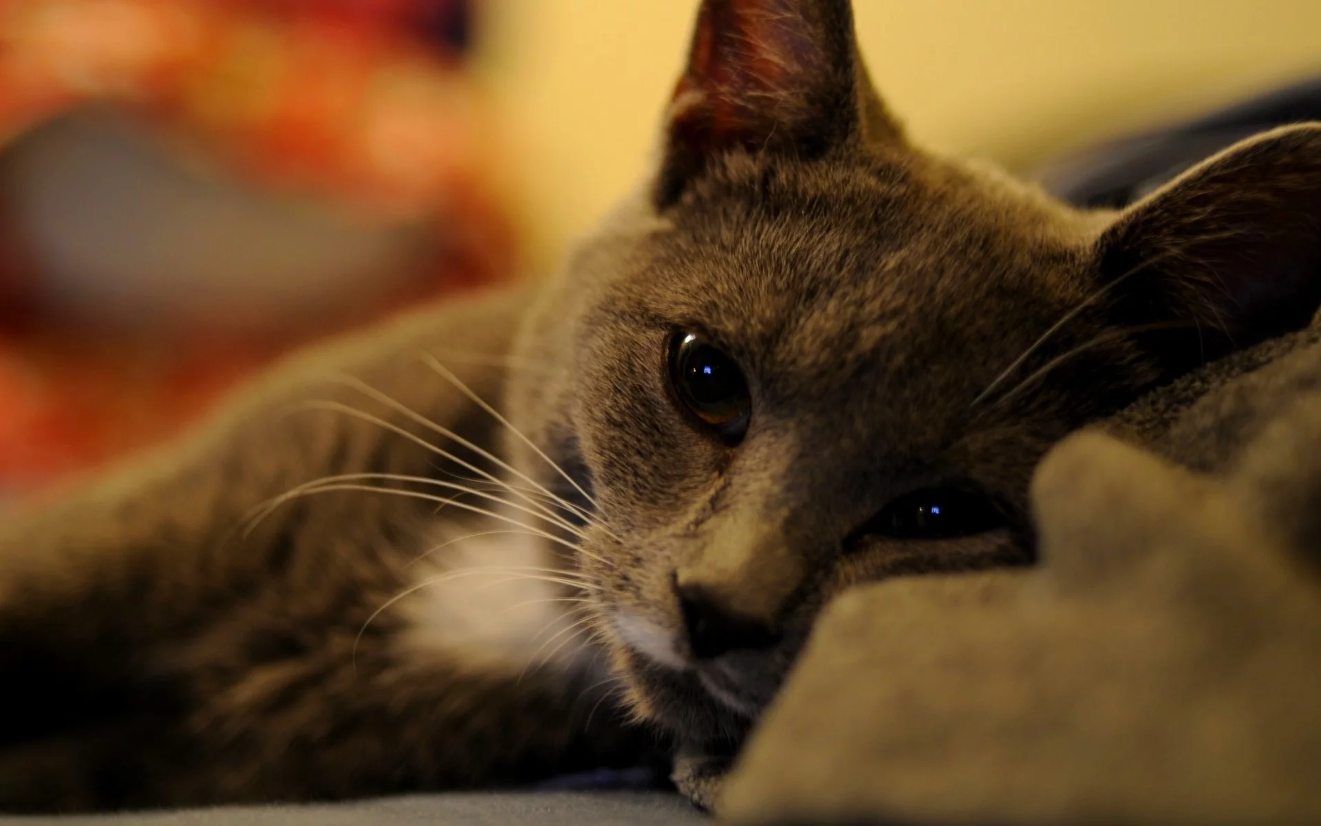 взгляд, отдых, кошка, кот
