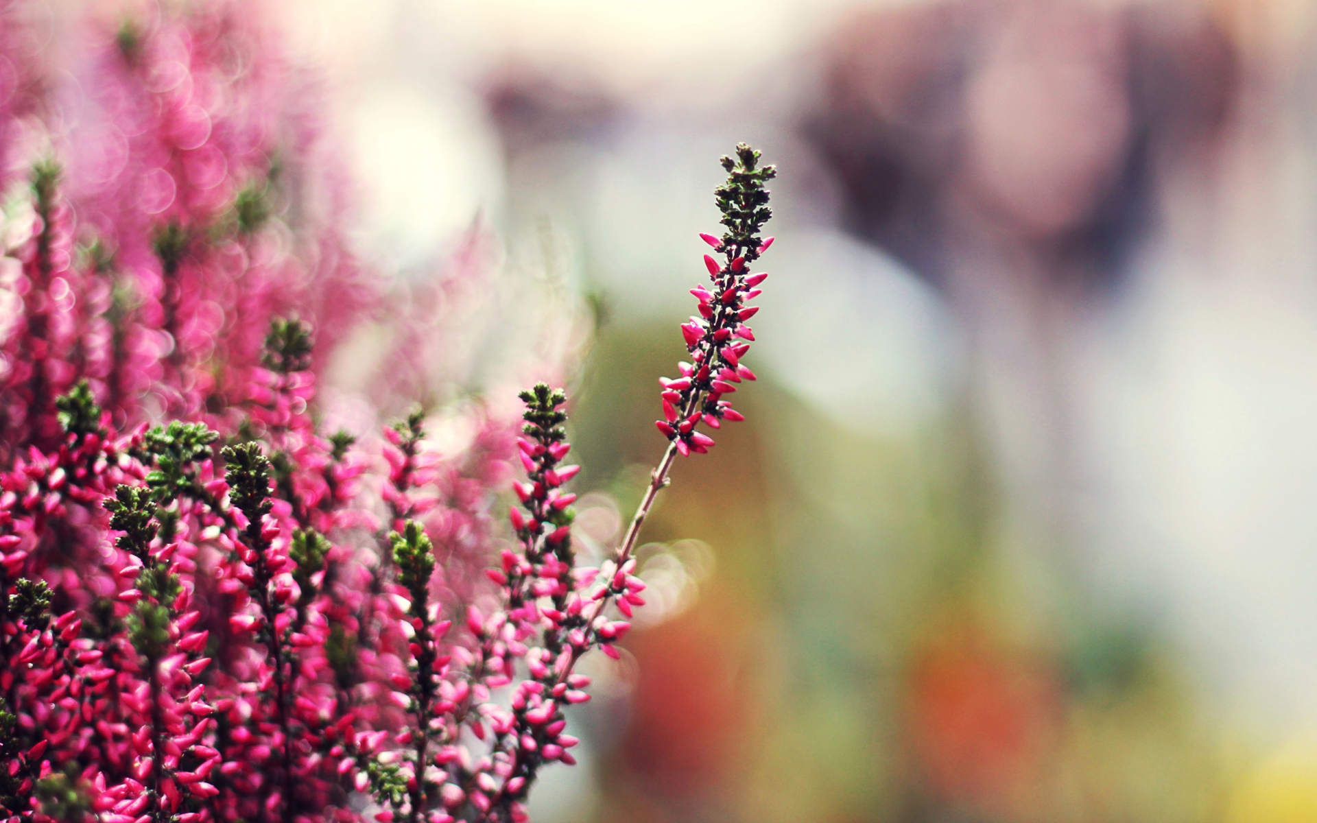 боке, вереск, tilt-shift, растение, эффект, pink heather