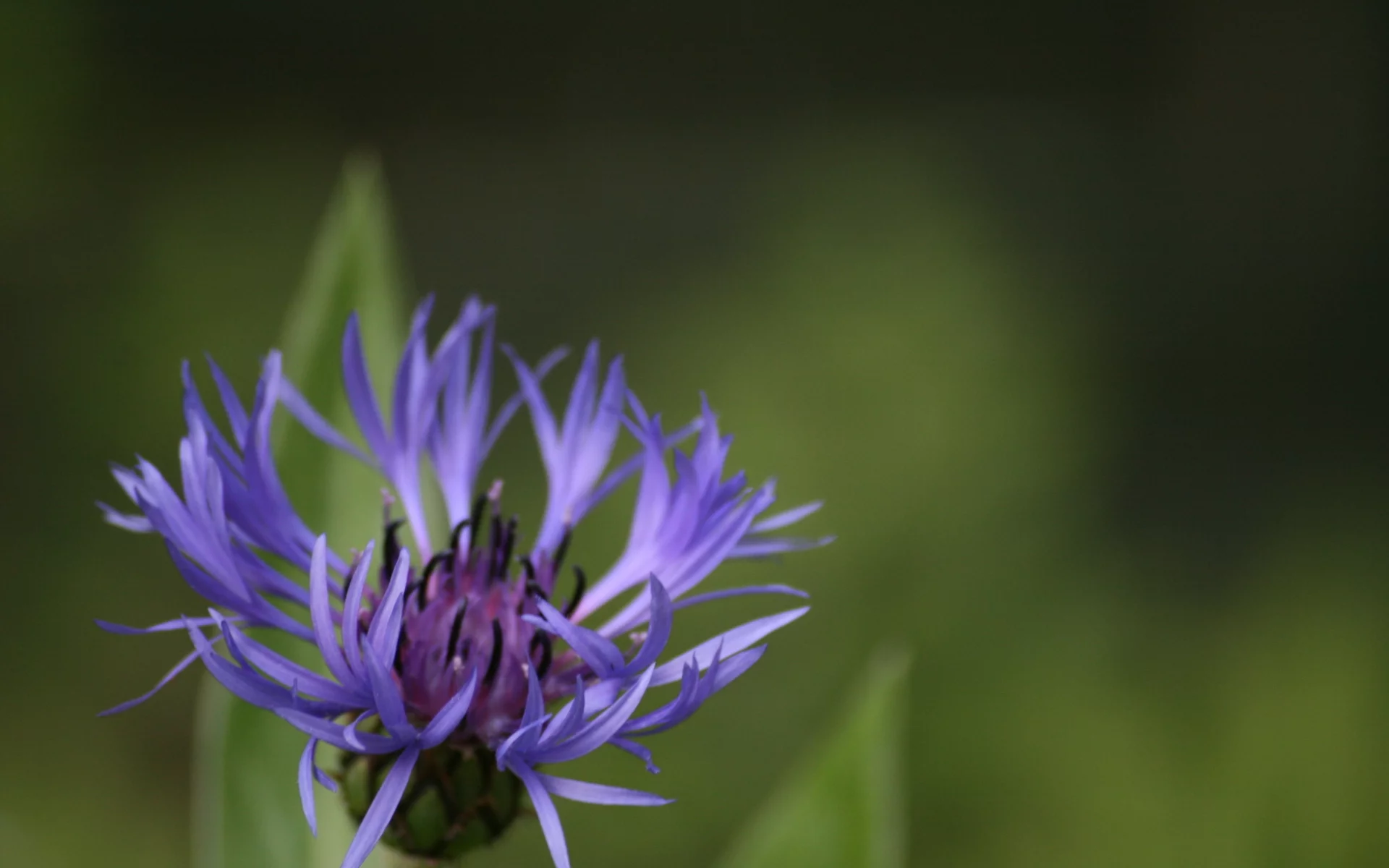 зелень, spikes, purple