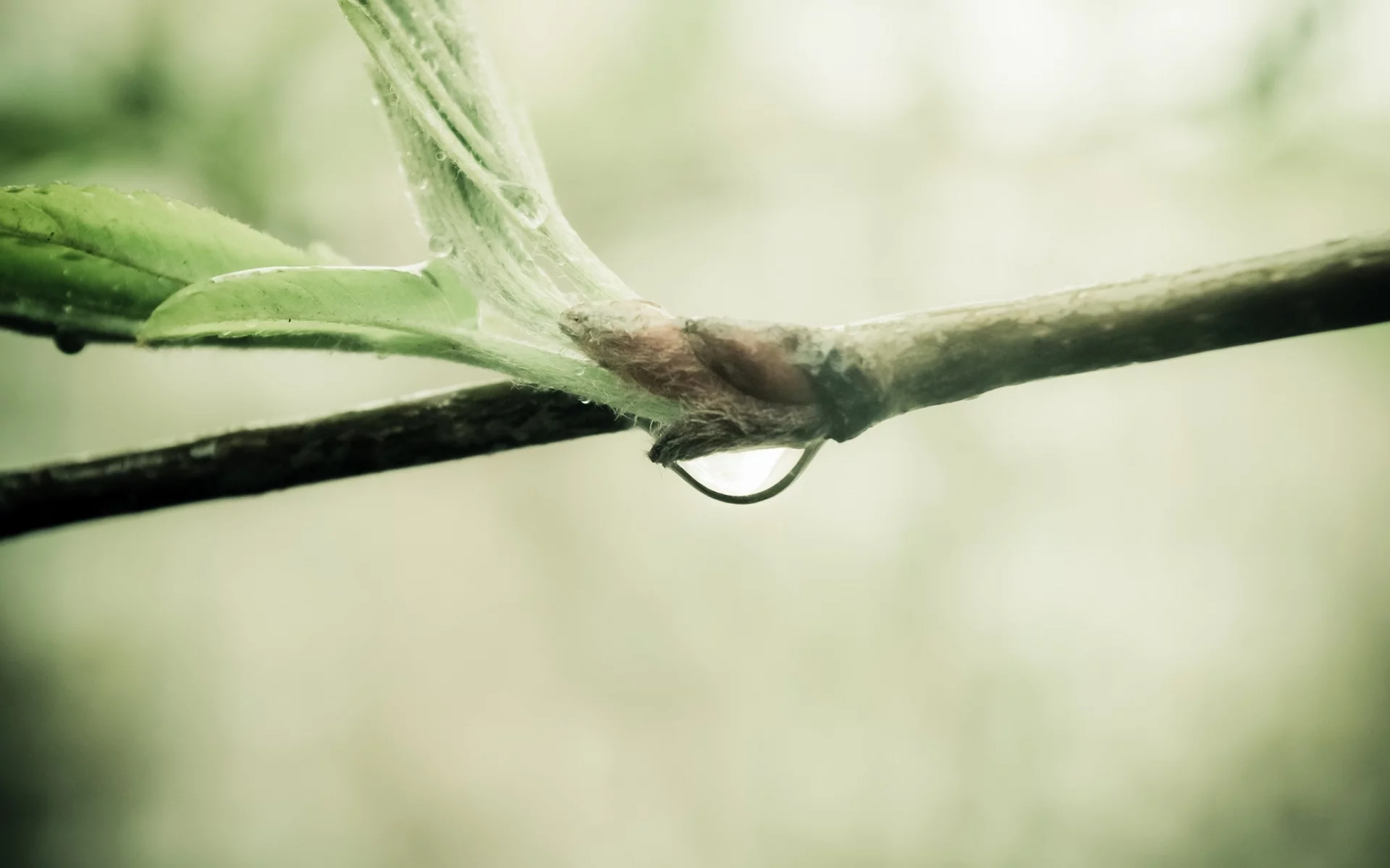 water drop, природа, sprout, nature, ветка, macro, branch, макро, 2560x1600, капля воды, росток