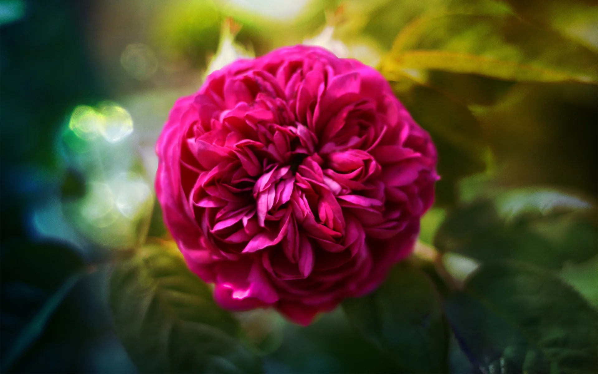 пышная, rose, роза