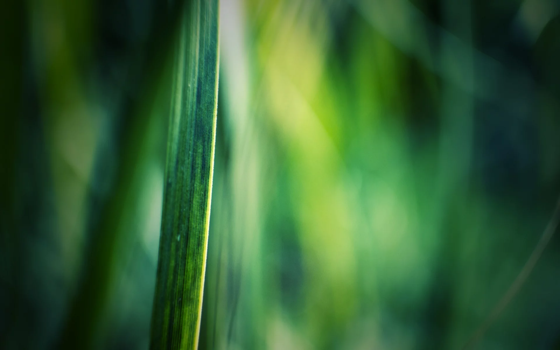 стебель, фокус, лист, макро, зелень, природа, macro