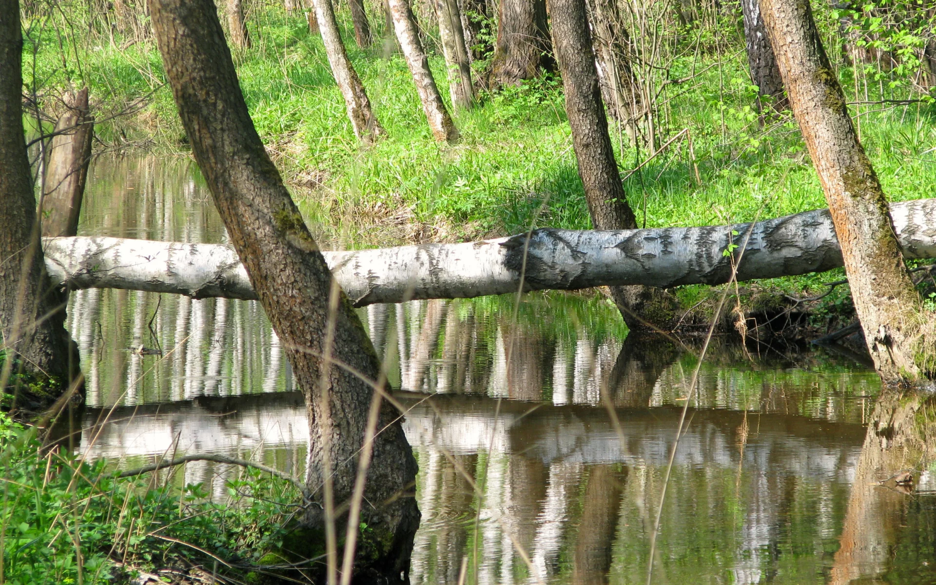 природа, красота, река
