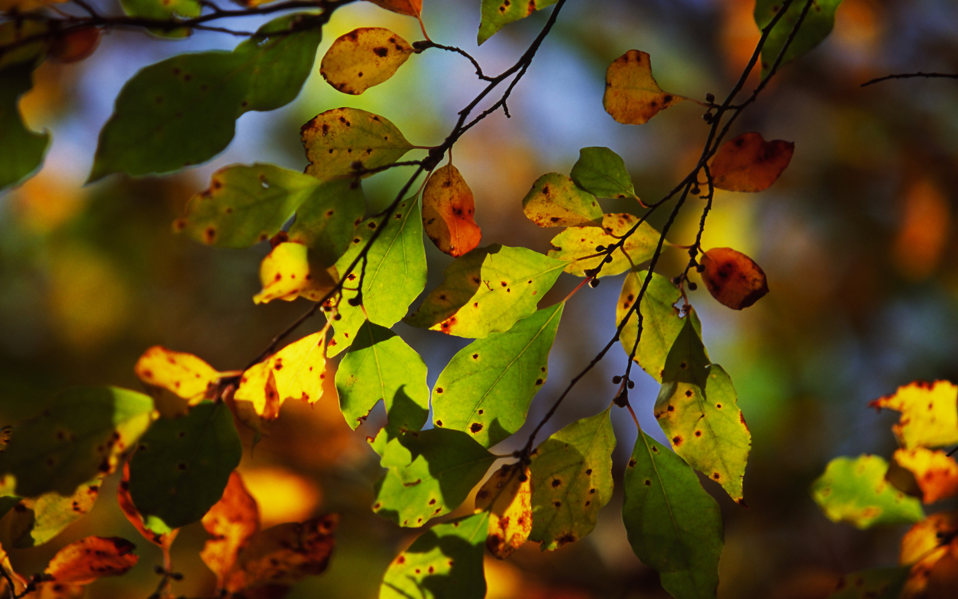 листья, осень, боке, свет, ветка