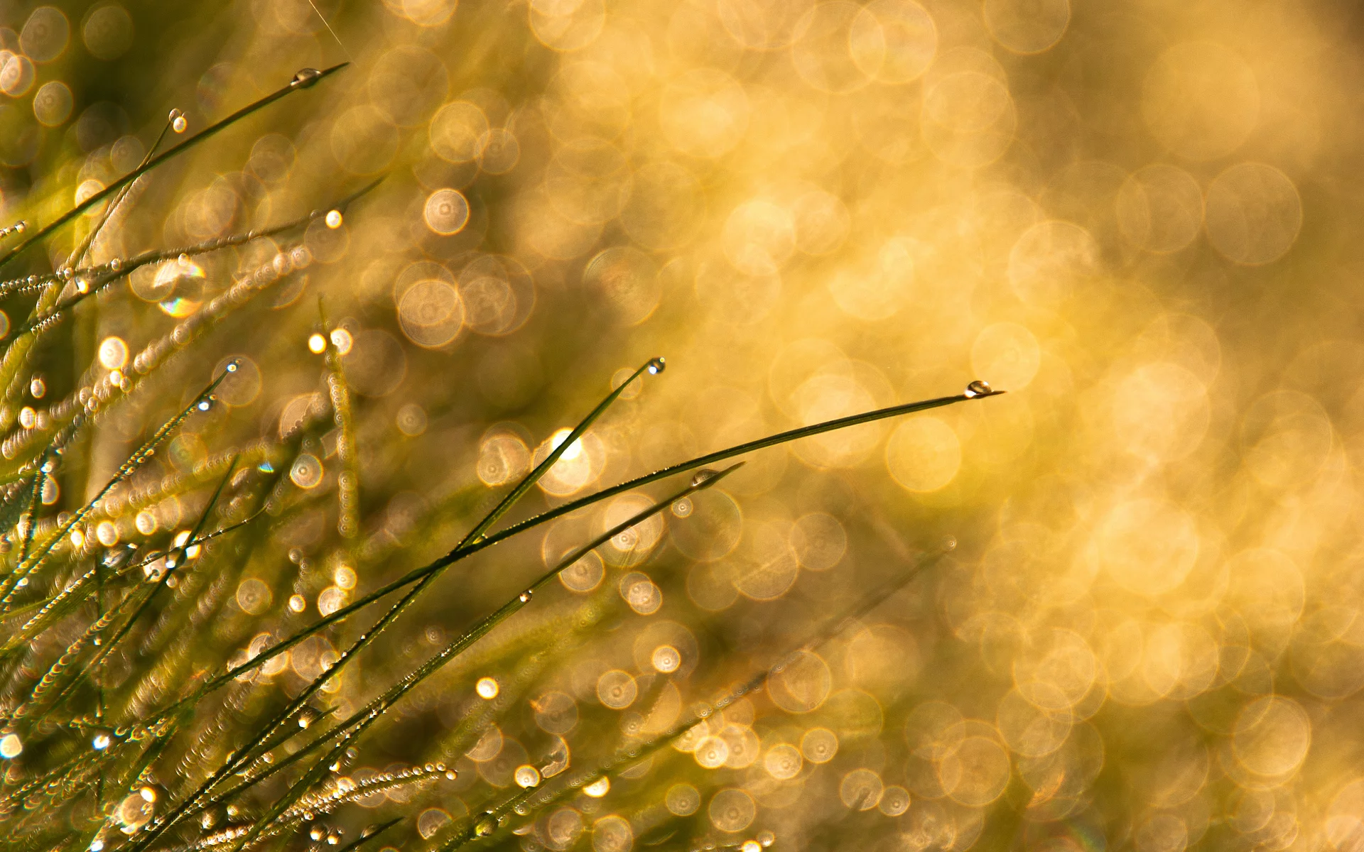 капли, bokeh, трава