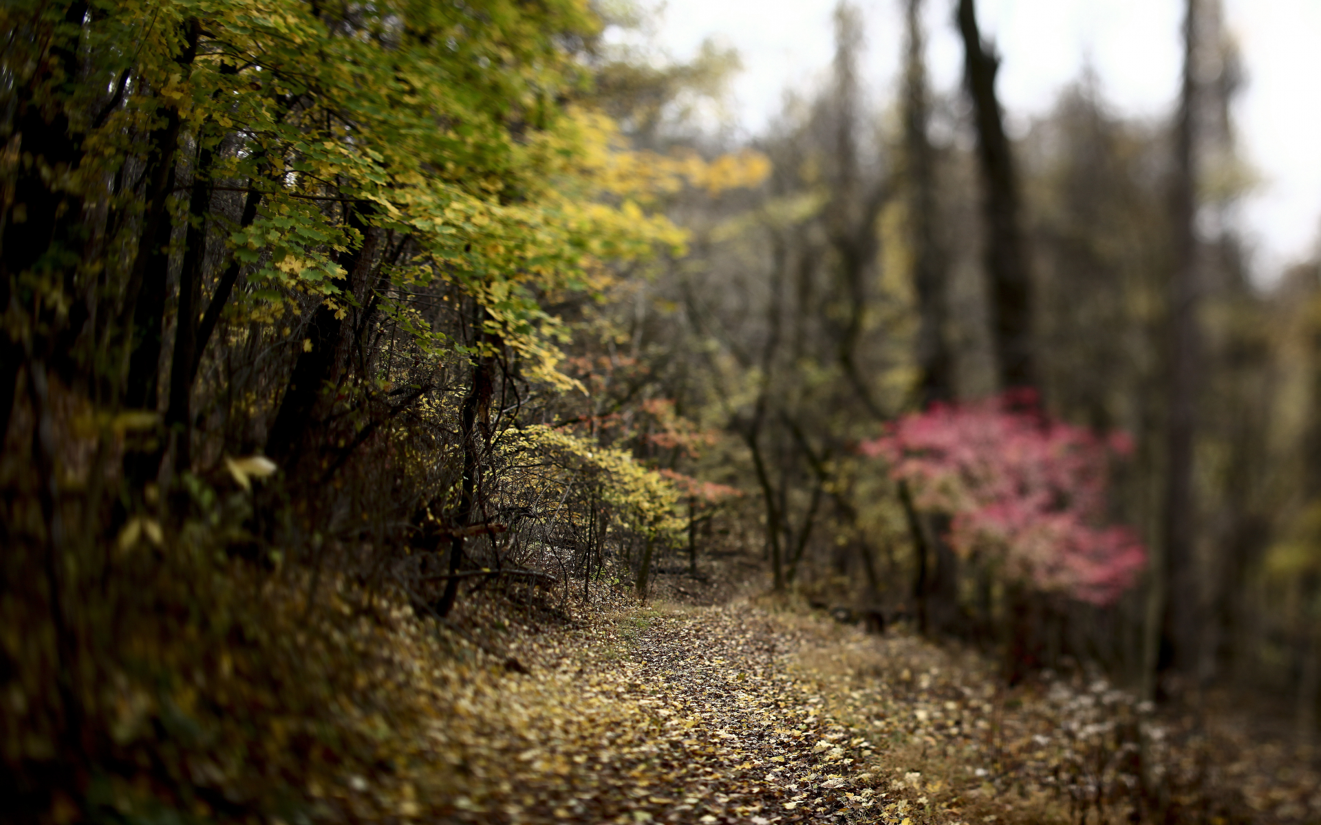 лес, осень, листва, деревья, розмытость, лорожка, природа