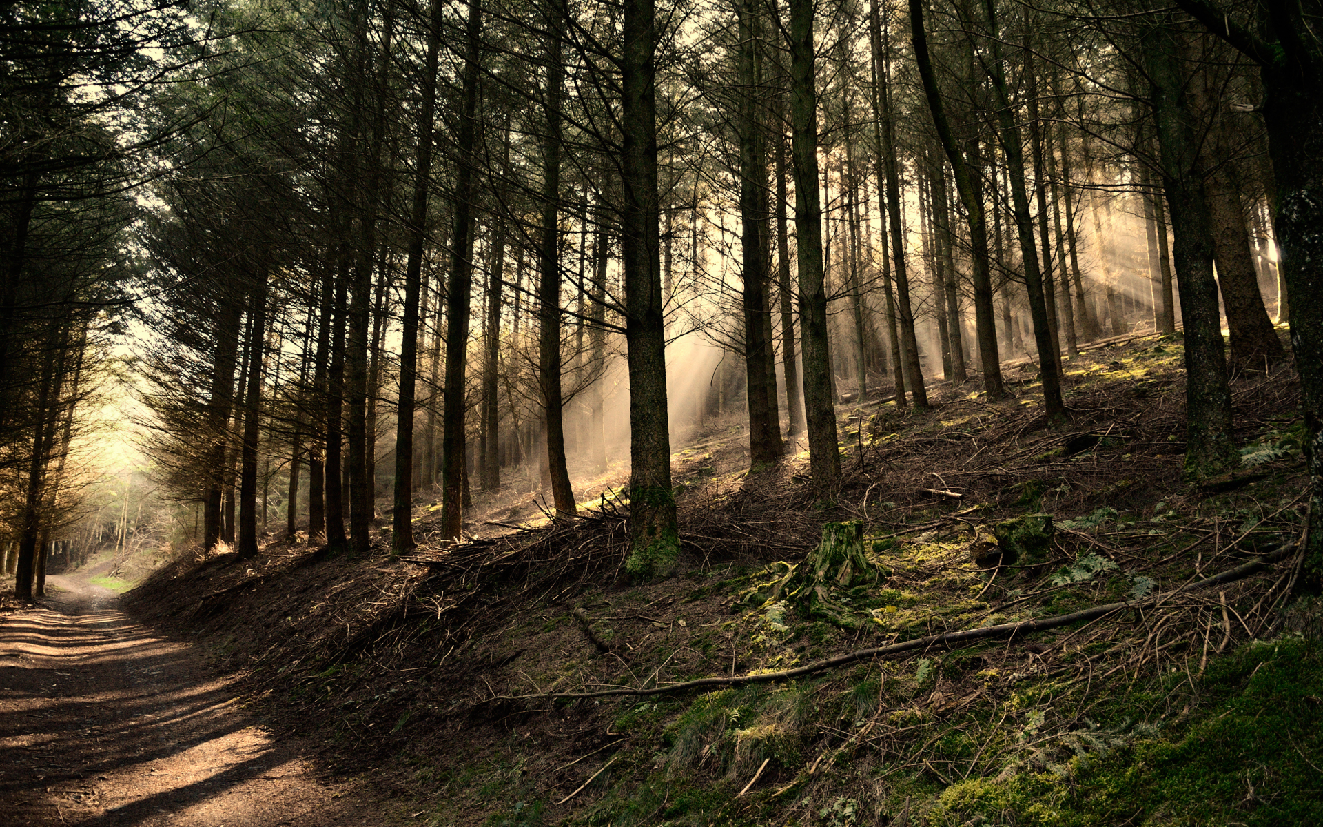 деревья, лес, shaftwoods, forest, belgium, green, свет, сосны, brown, dark green