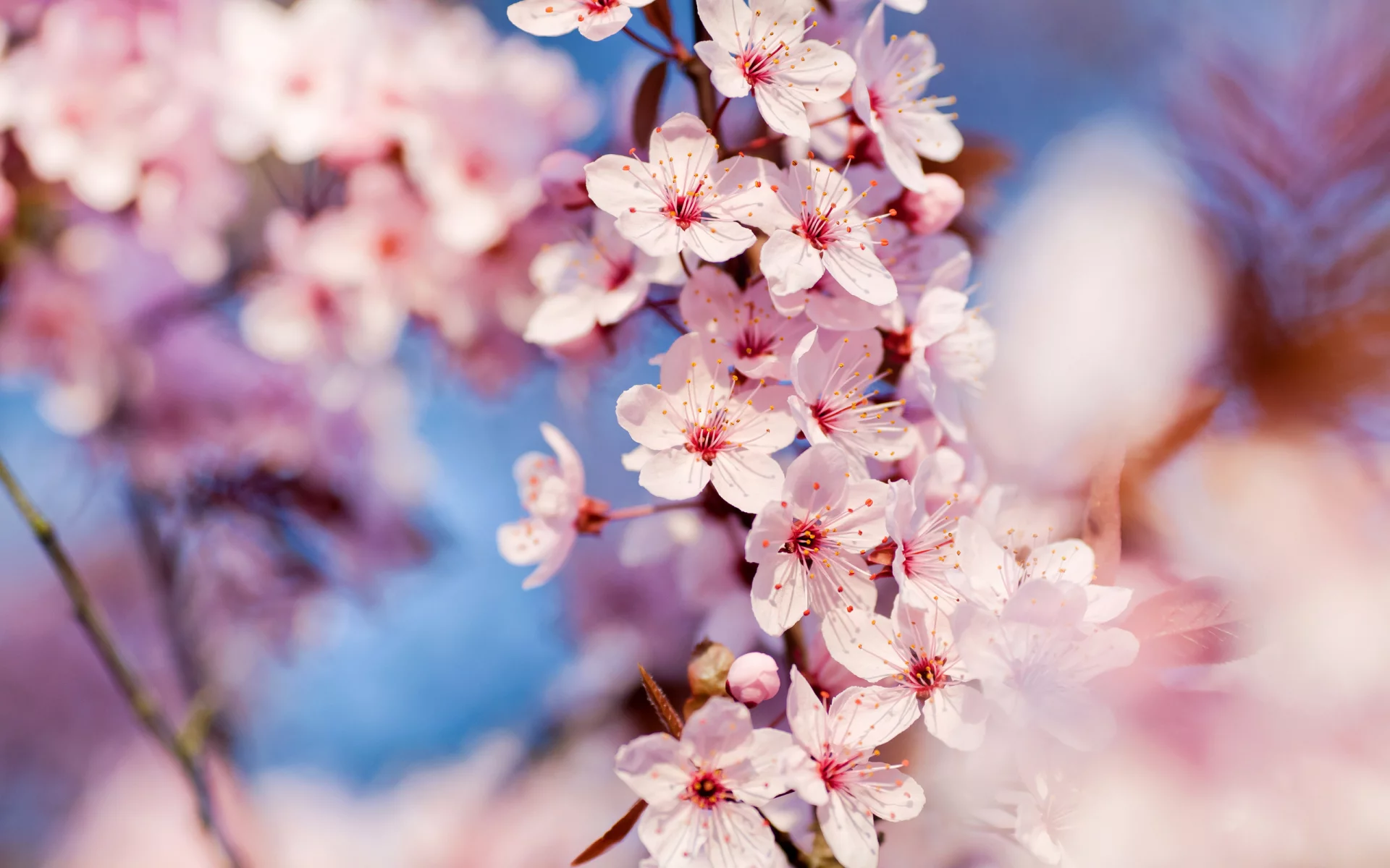 cherry blossoms, макро, весна
