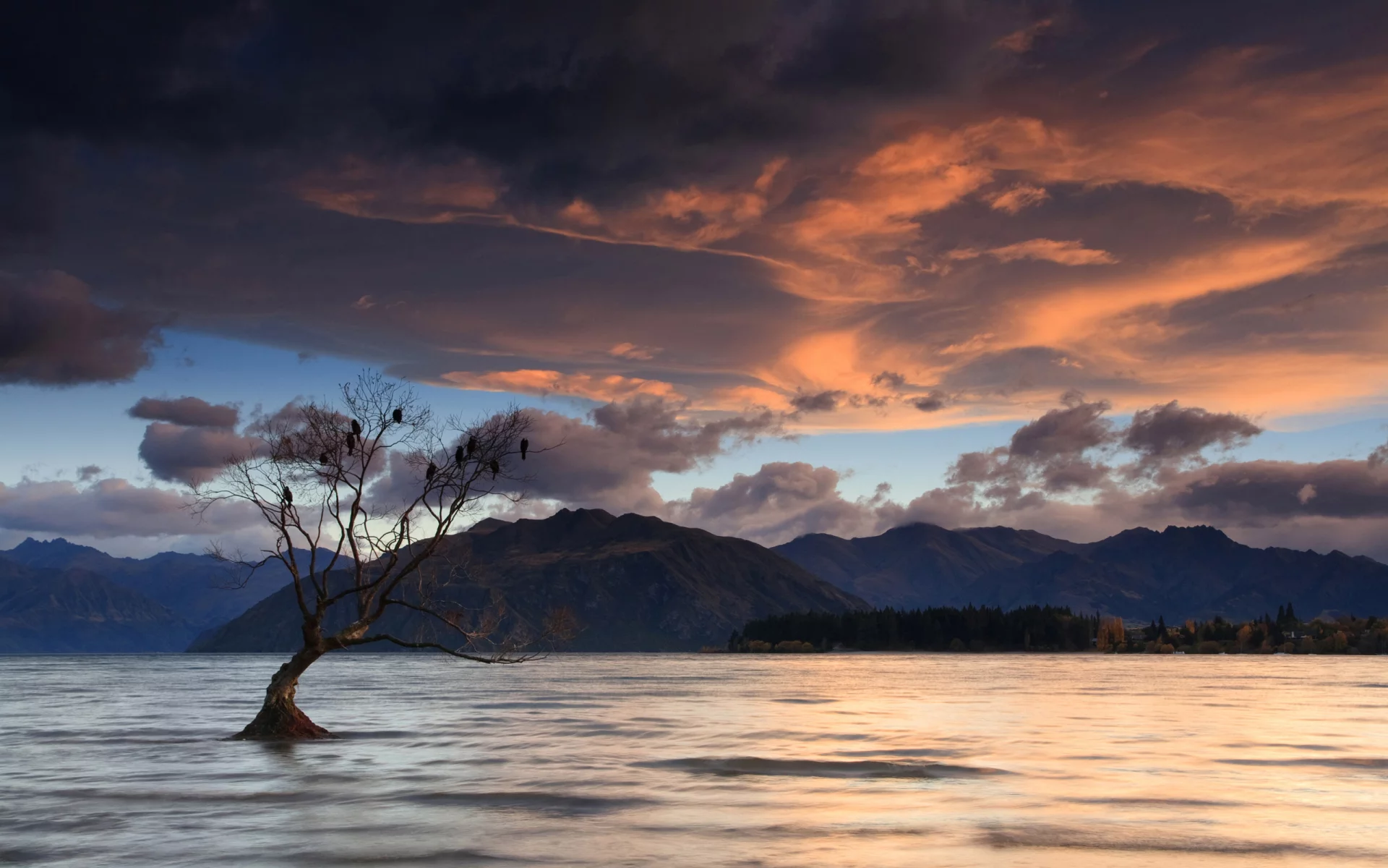 lake wanaka, new zealand, birds on a tree